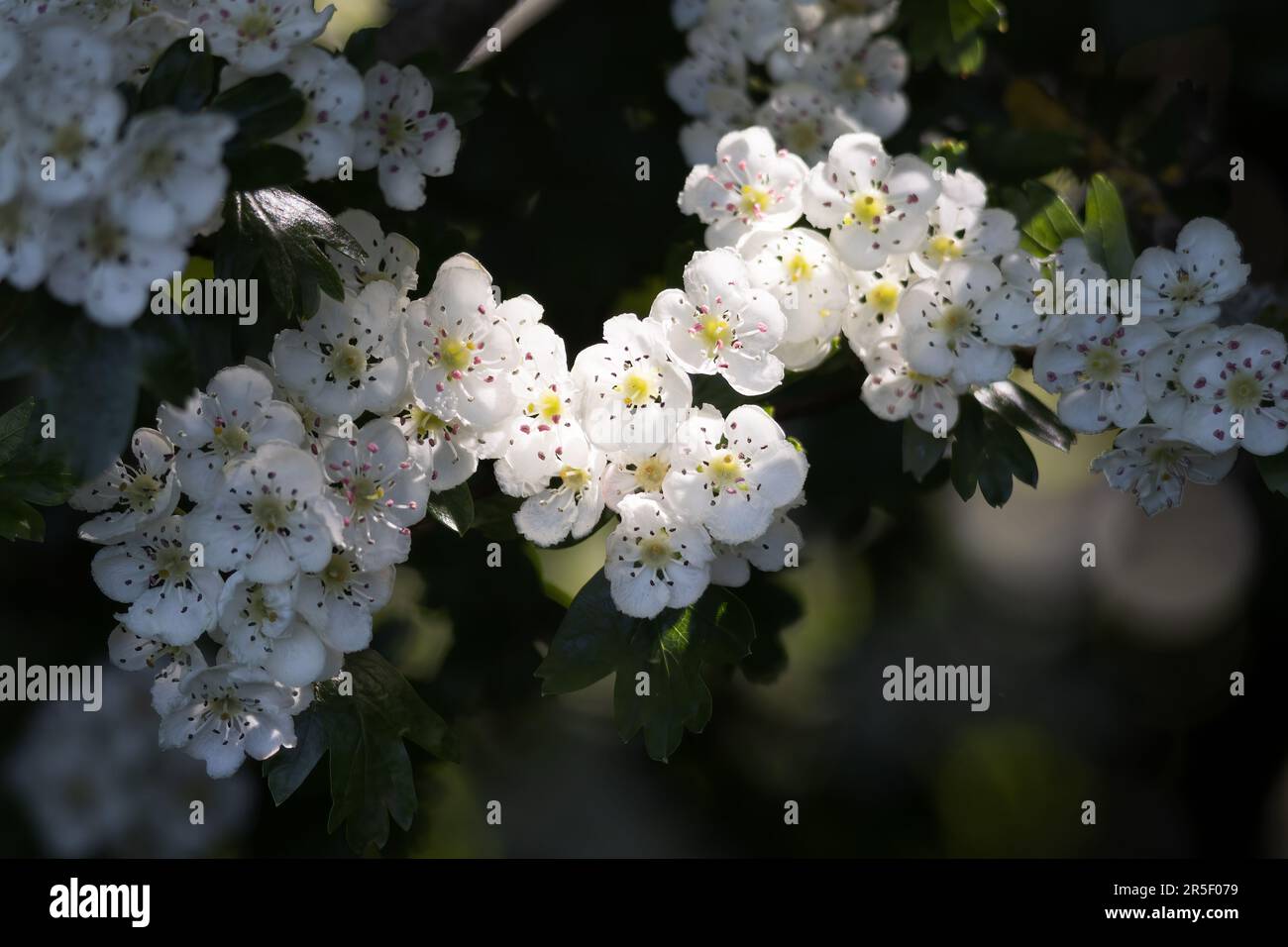 Il fiore dell'albero del biancospino ha esploso in vita nella molla calda sole Foto Stock