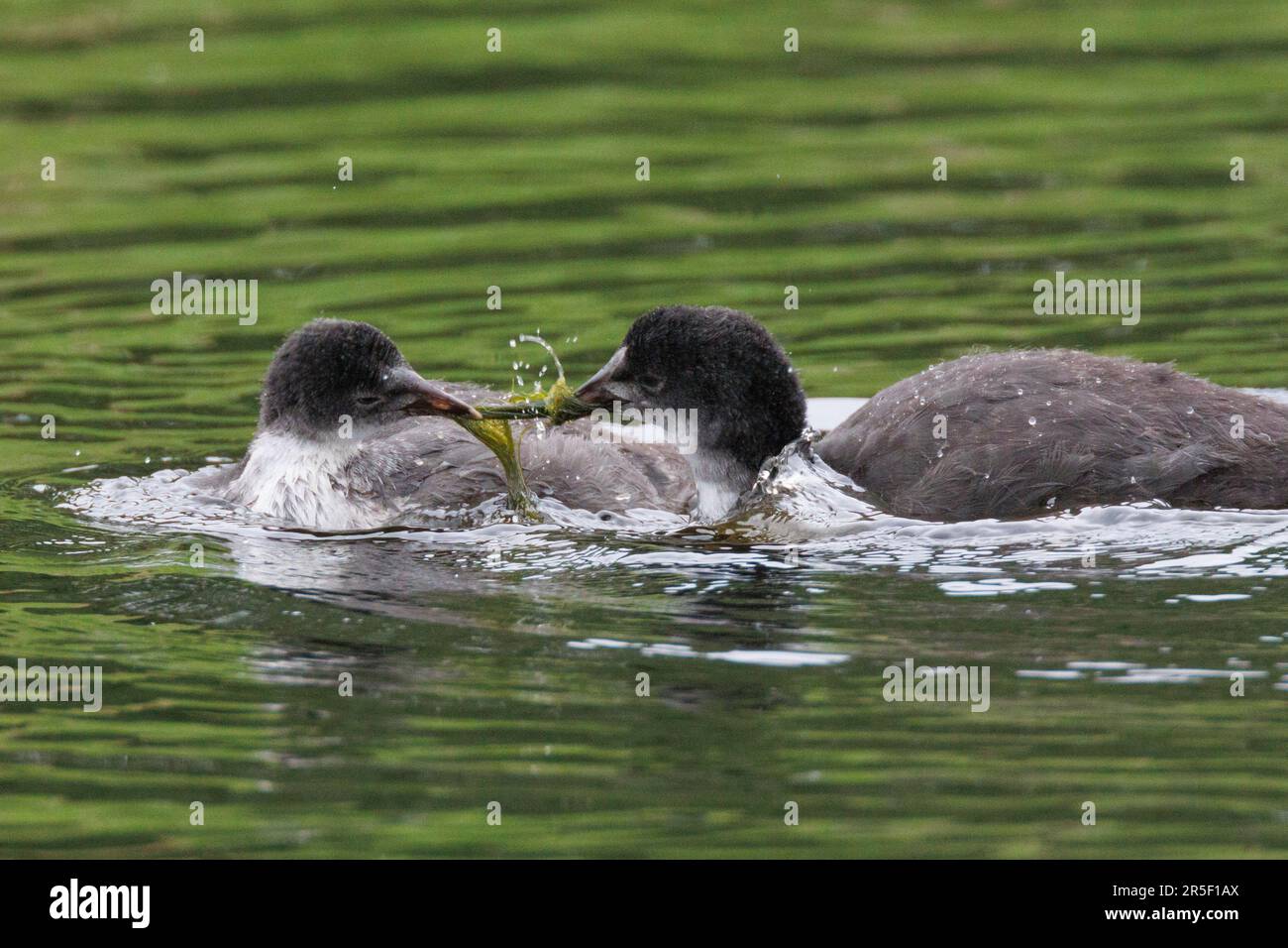 A parent Coot Fighting with IT's Young all'RSPB Lakenheath, maggio 2023 Foto Stock