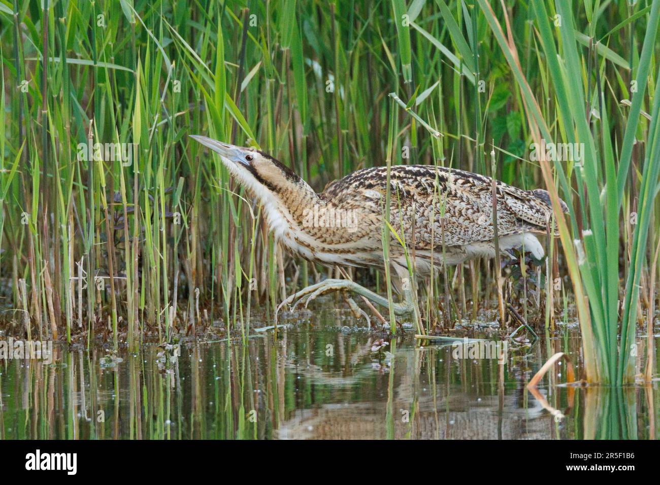 Pesca Bittern nelle acque umide della riserva naturale RSPB Lakenheath nel Suffolk, Inghilterra Foto Stock