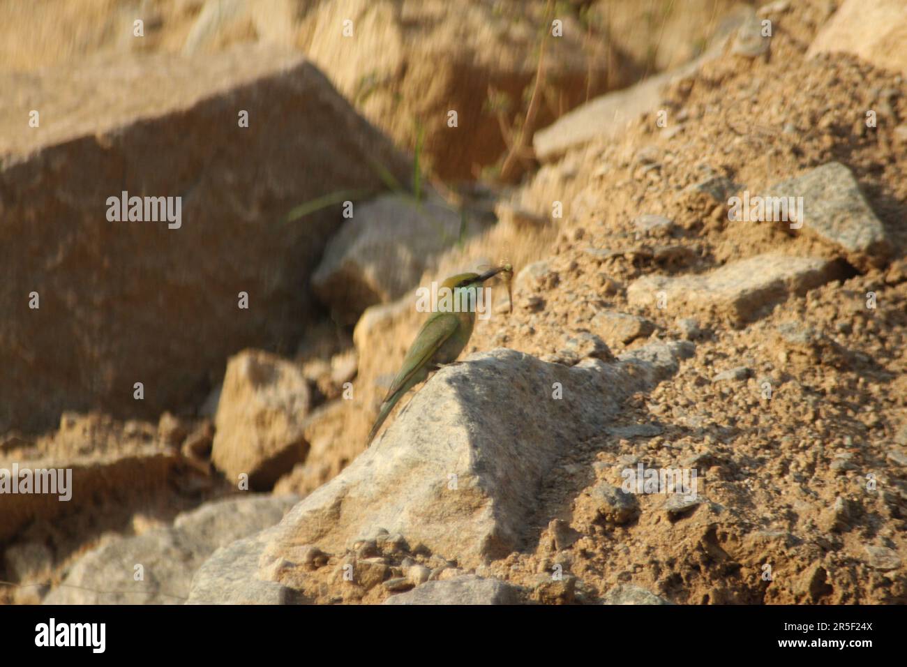 Uccello Asian Green Bee Eater Foto Stock