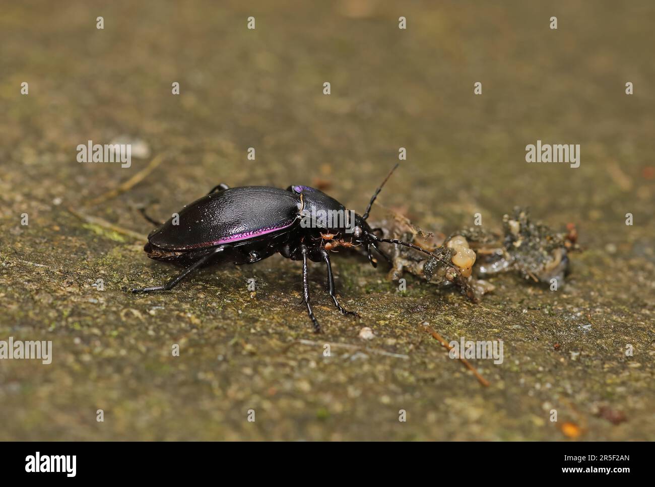 Violetta terra Beetle (Carabus violaceus) adulta nutrirsi su schiacciato schietto con acari Eccles-on-Sea, Norfolk Settembre Foto Stock