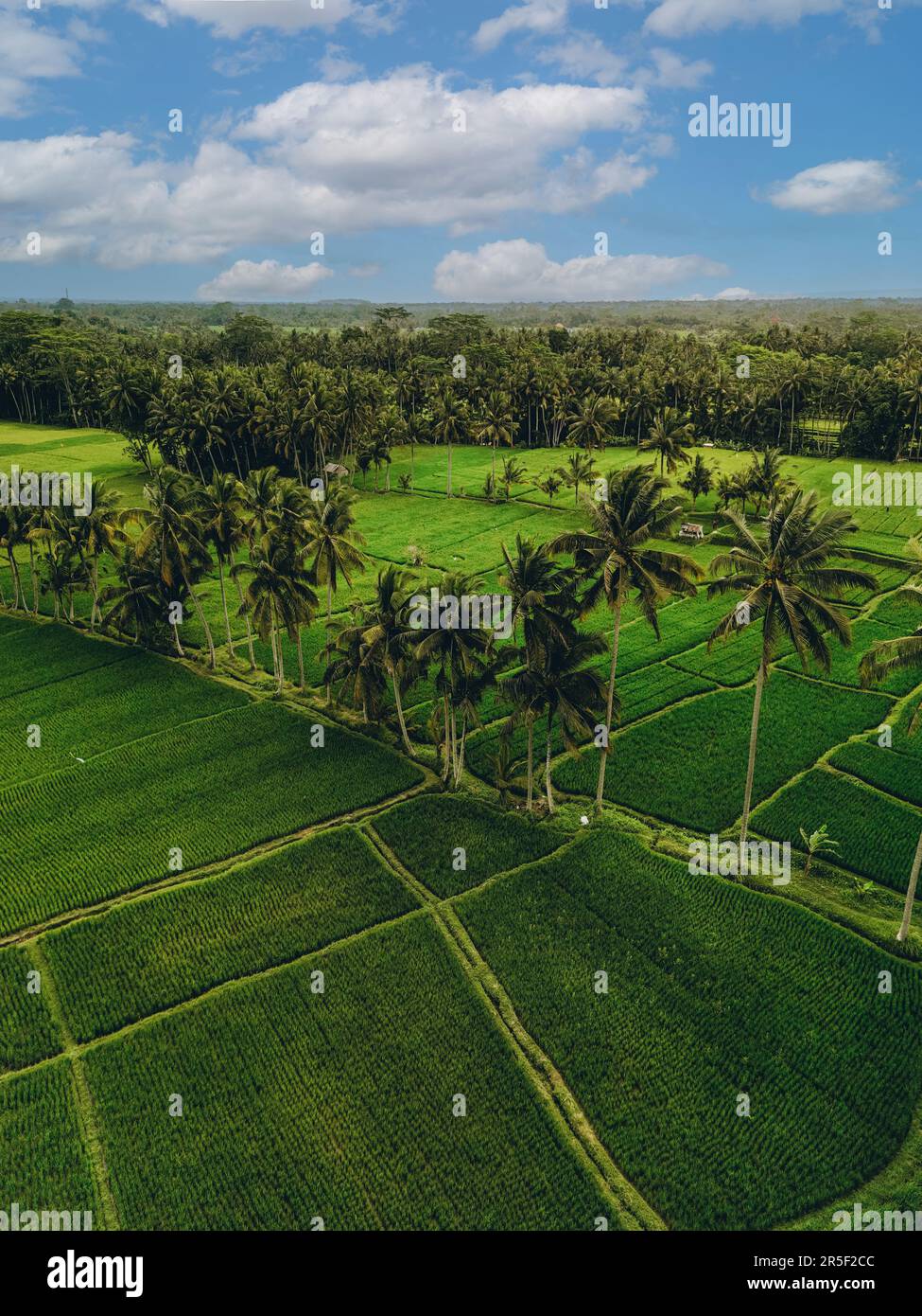 Vista aerea delle forme geometriche astratte dei lussureggianti campi di riso verde di Bali con palme e piantagione di giungla tropicale nella foresta pluviale Foto Stock