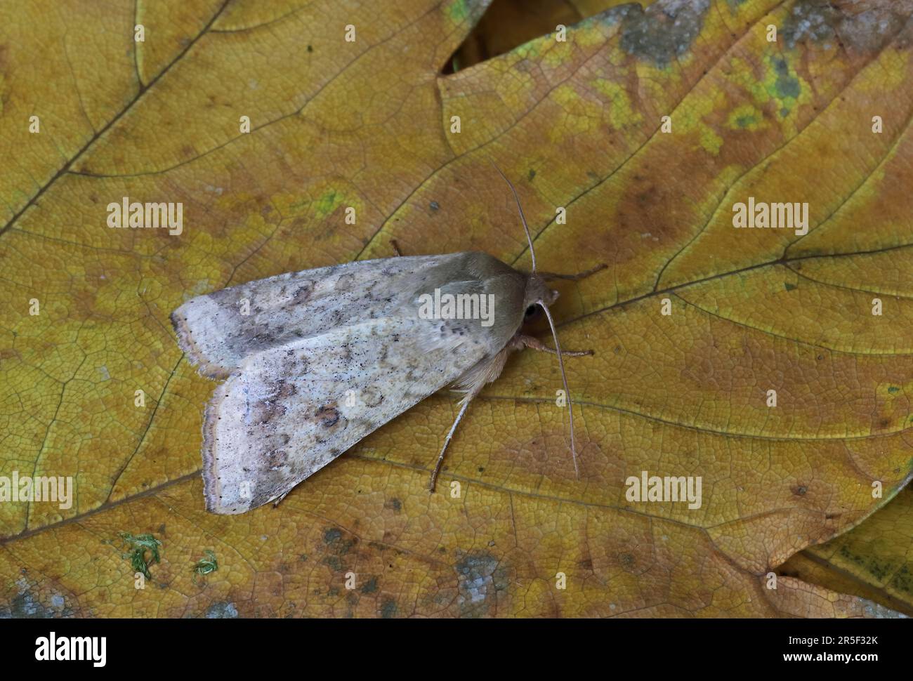 Scarsa confina la paglia (Helicoverpa armigera) adulto a riposo sulla lamina Eccles-on-Sea, Norfolk Settembre Foto Stock