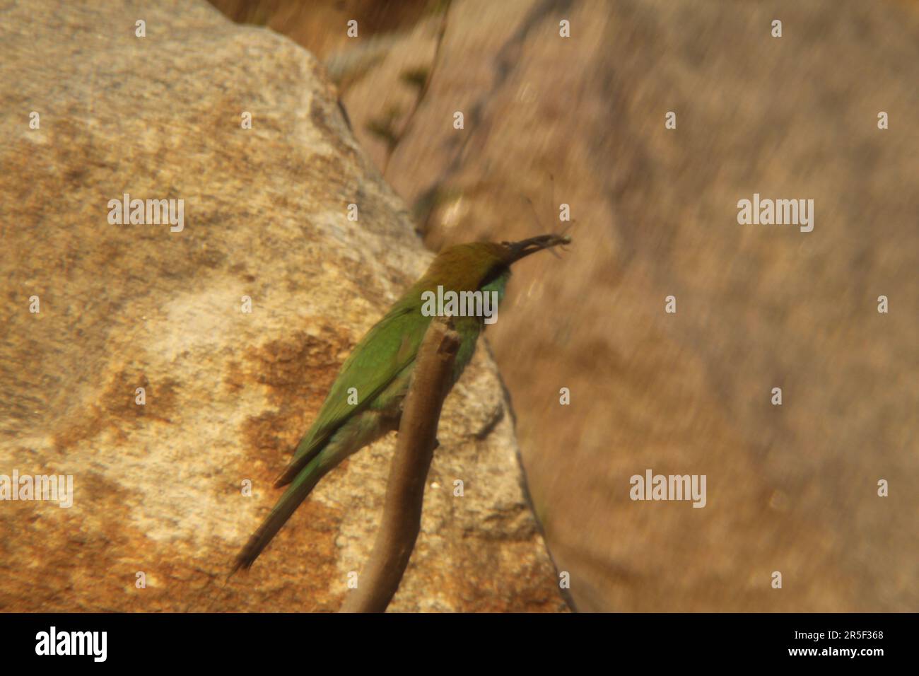 Uccello Asian Green Bee Eater Foto Stock