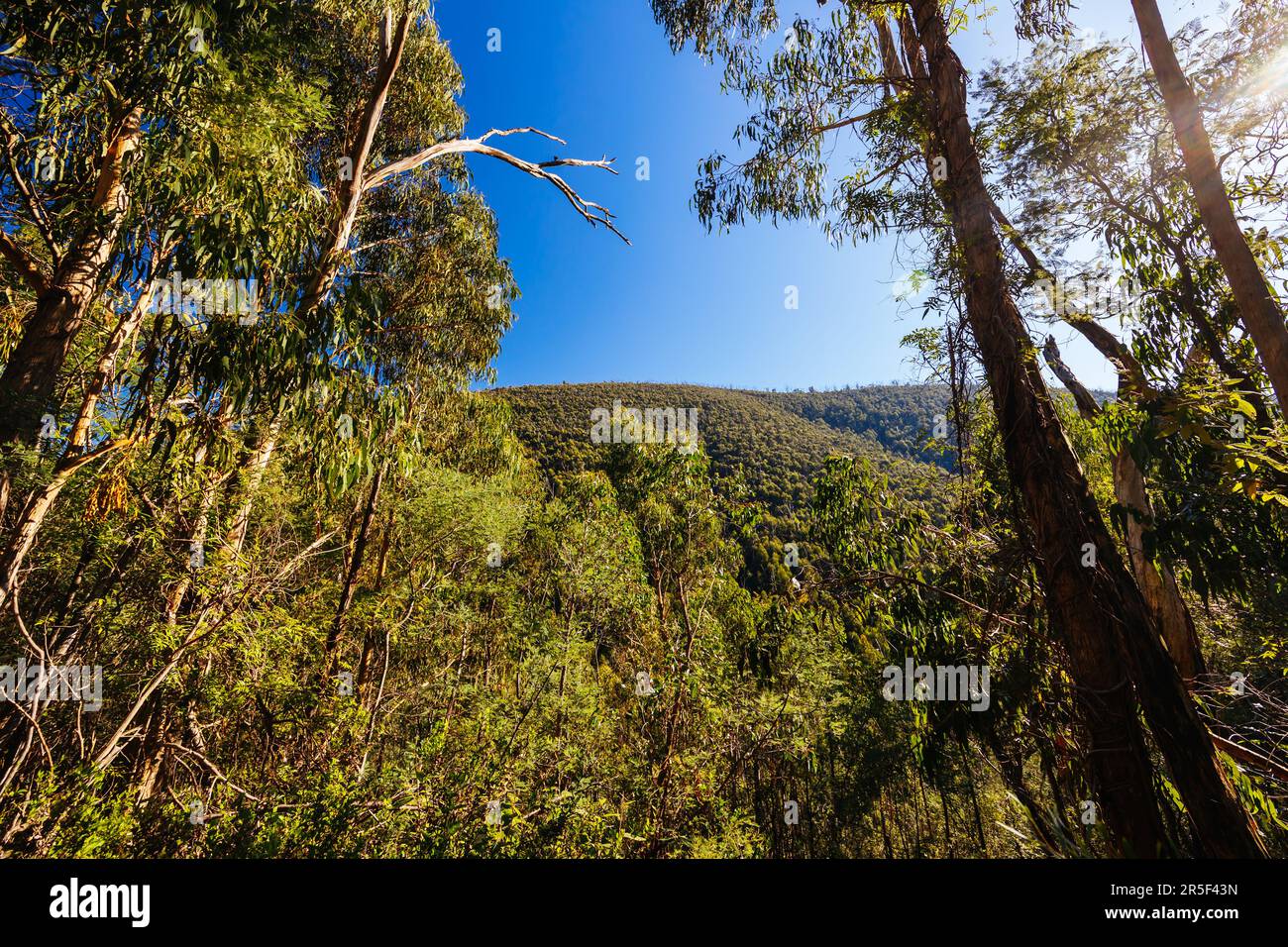Mount Sugarloaf Ridge Track vicino a Mason Falls nel Kinglake National Park in una fresca giornata autunnale a Melbourne, Victoria, Australia Foto Stock