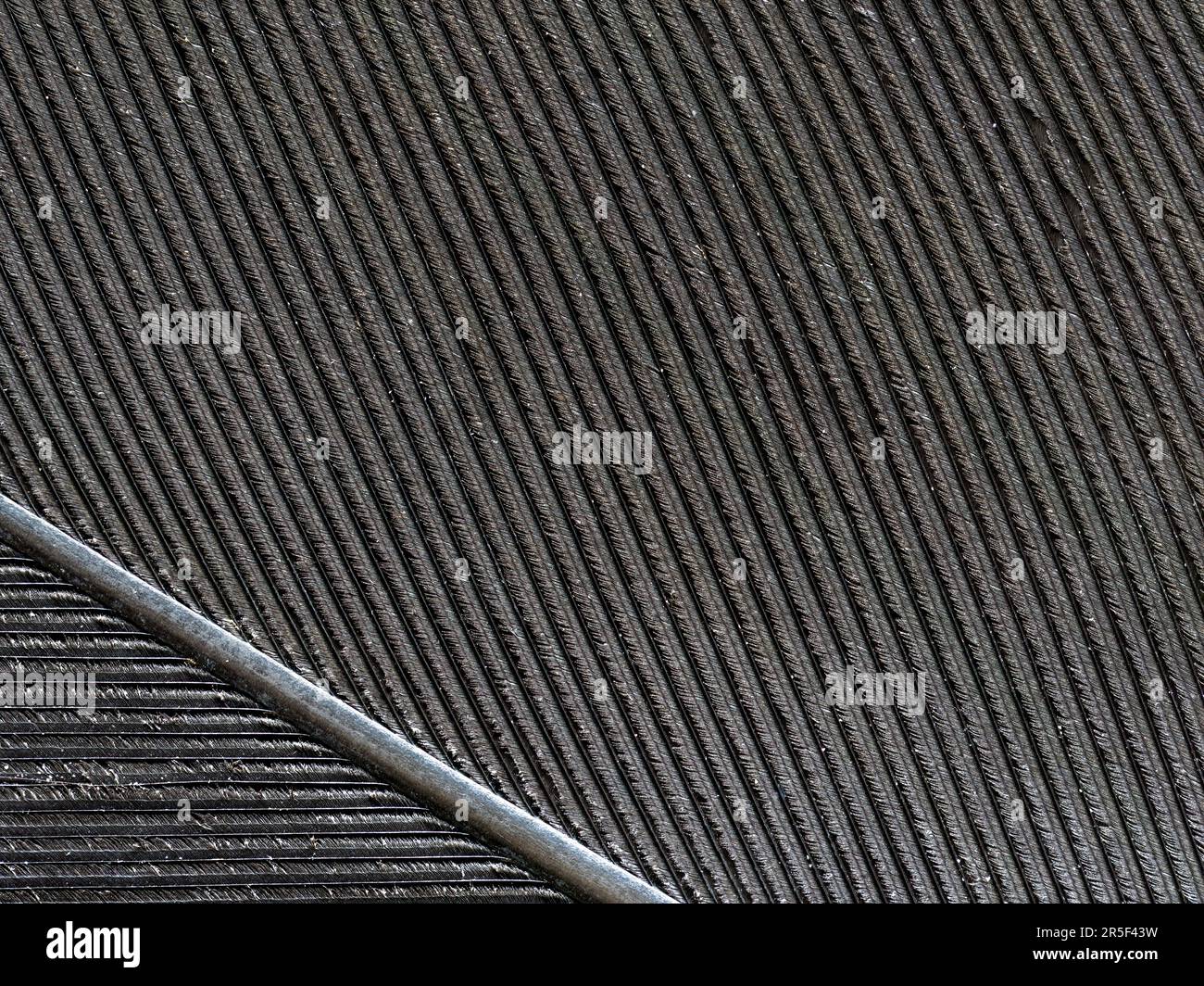 Primo piano di una piume di Pigeon di legno che mostra un motivo a coste Foto Stock