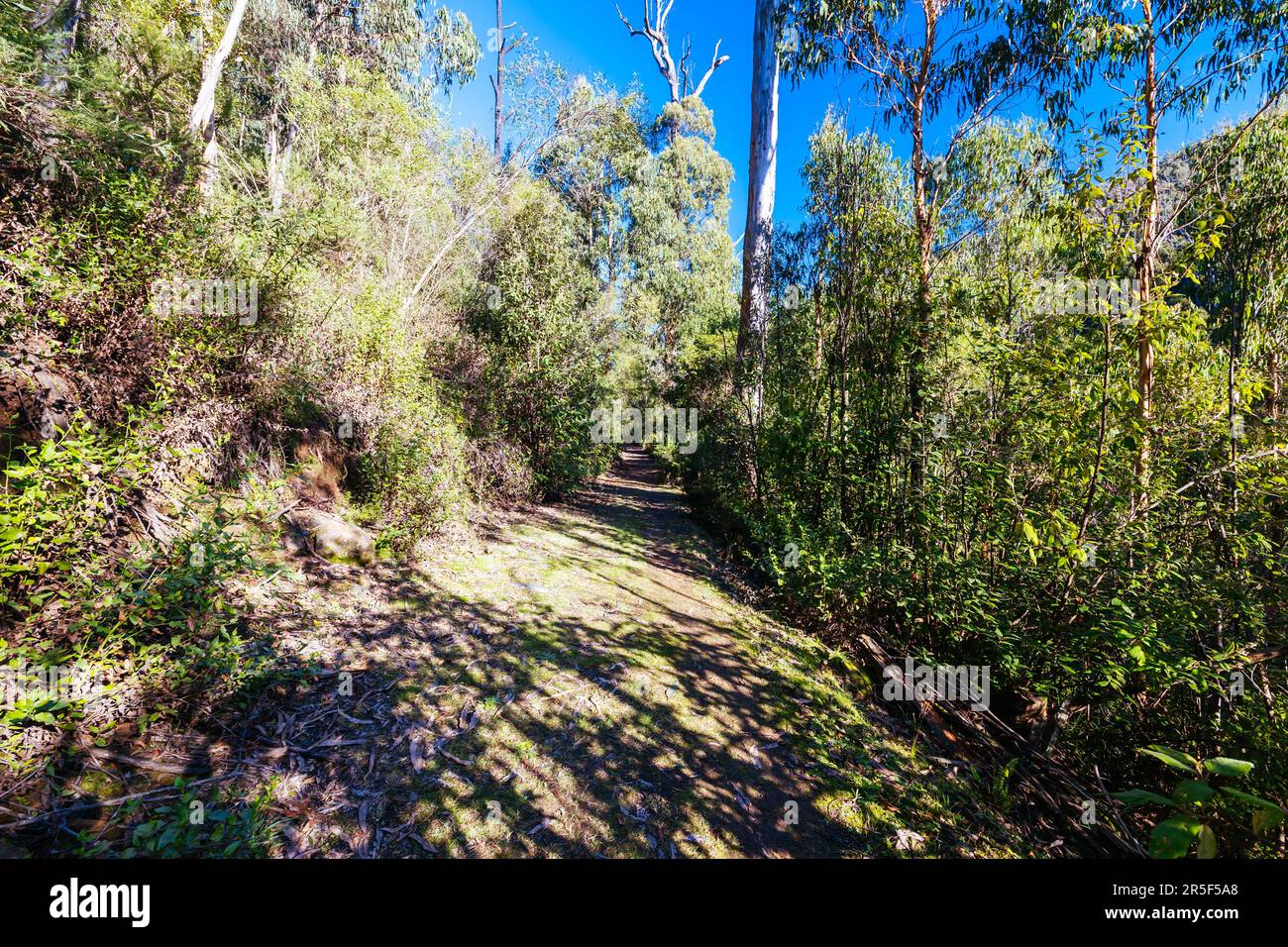 Mount Sugarloaf Ridge Track vicino a Mason Falls nel Kinglake National Park in una fresca giornata autunnale a Melbourne, Victoria, Australia Foto Stock
