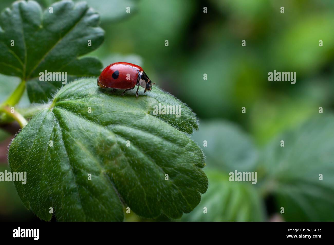 Creature benefiche immagini e fotografie stock ad alta risoluzione