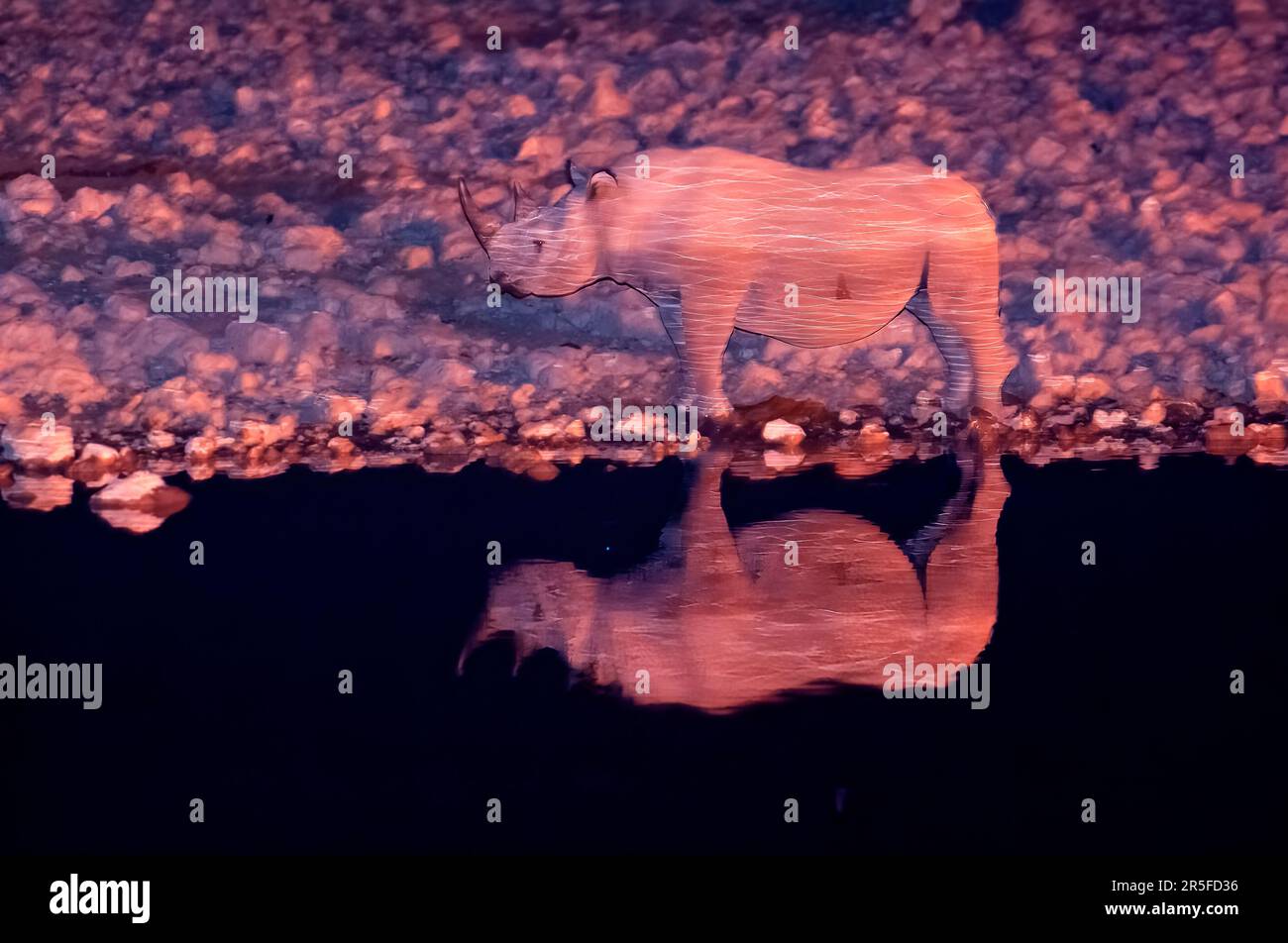 Rinoceronti neri alla buca d'acqua di Okaukuejo, Parco Nazionale di Etosha, Namibia Foto Stock