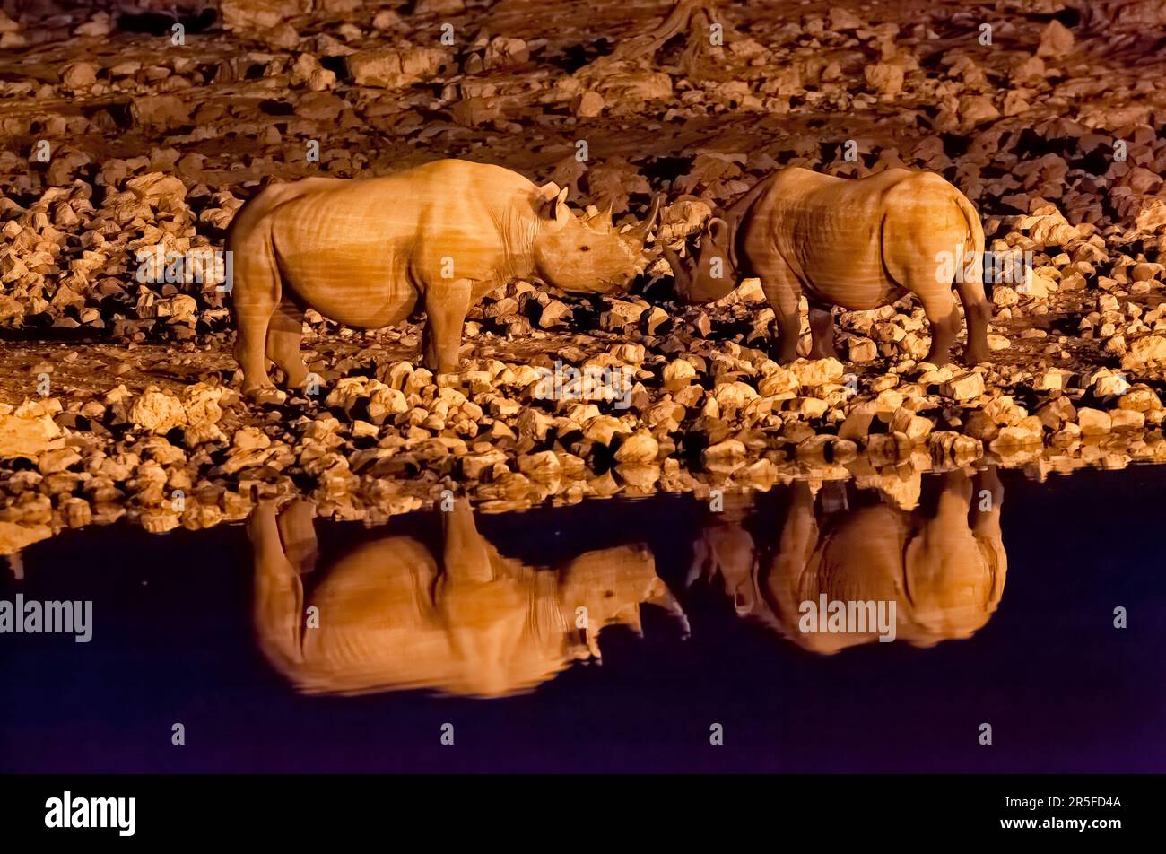 Rinoceronti neri alla buca d'acqua di Okaukuejo, Parco Nazionale di Etosha, Namibia Foto Stock