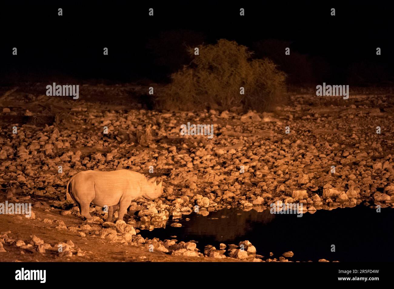 Rinoceronti neri alla buca d'acqua di Okaukuejo, Parco Nazionale di Etosha, Namibia Foto Stock