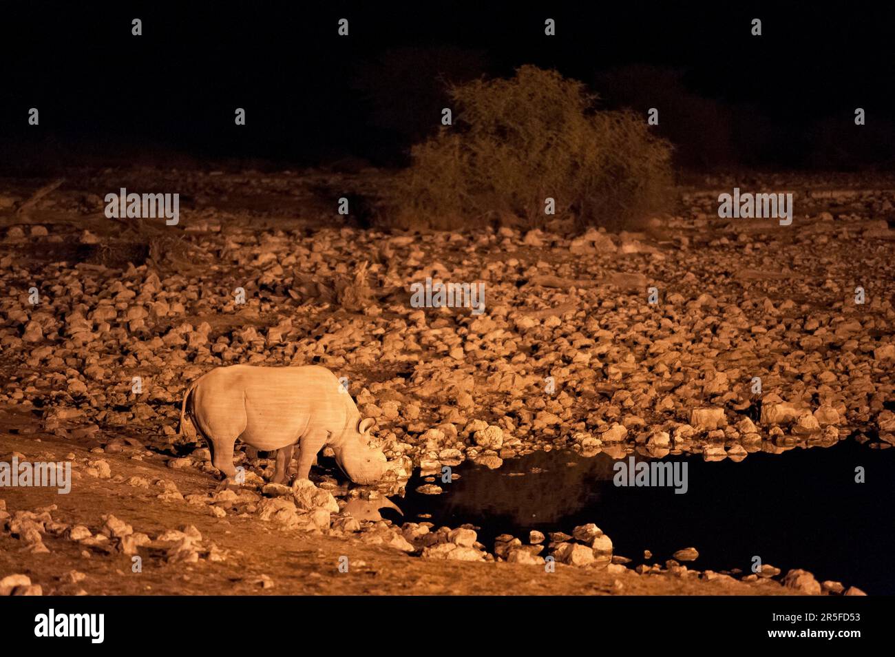 Rinoceronti neri alla buca d'acqua di Okaukuejo, Parco Nazionale di Etosha, Namibia Foto Stock