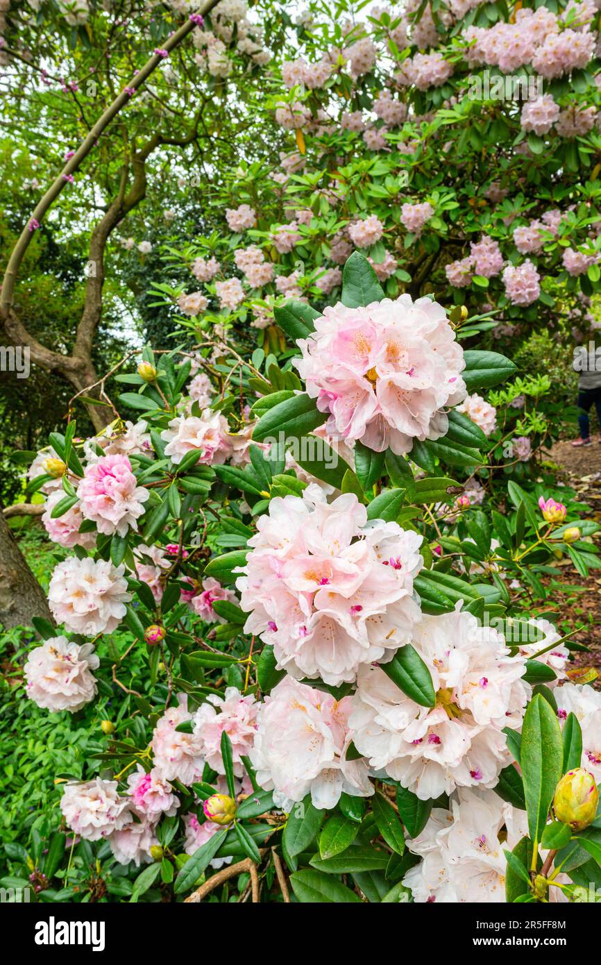 Rododendro rosa chiaro in fiore in un giardino Foto Stock
