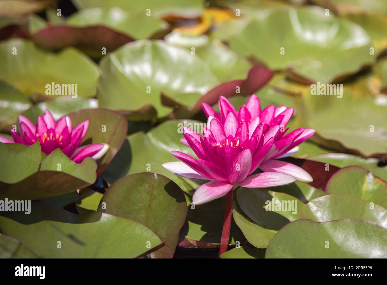 Il giglio di acqua rosa bello (Nymphaea) sta sviluppandosi nello stagno Foto Stock