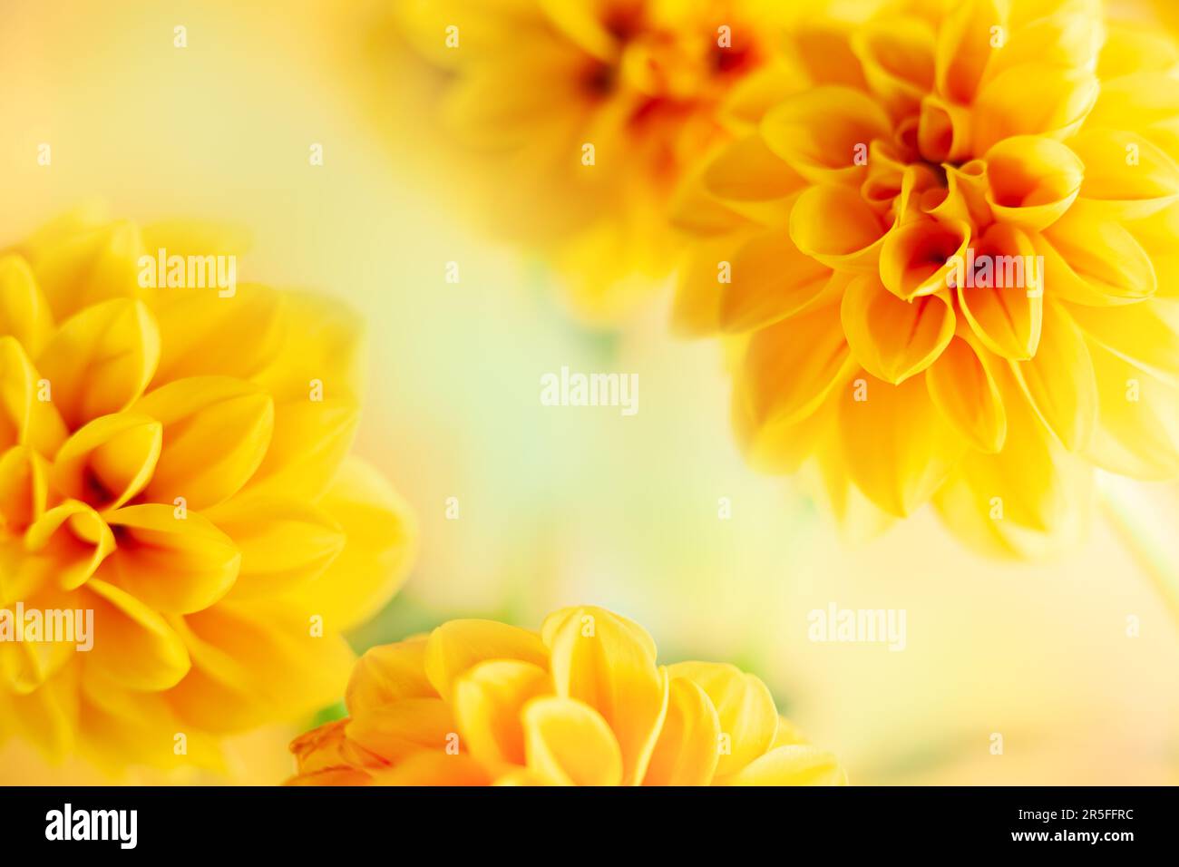 Composizione floreale autunnale in dahlia gialla fresca su fondo pastello chiaro. Festive flower concept con copia space.Soft messa a fuoco, macro Foto Stock