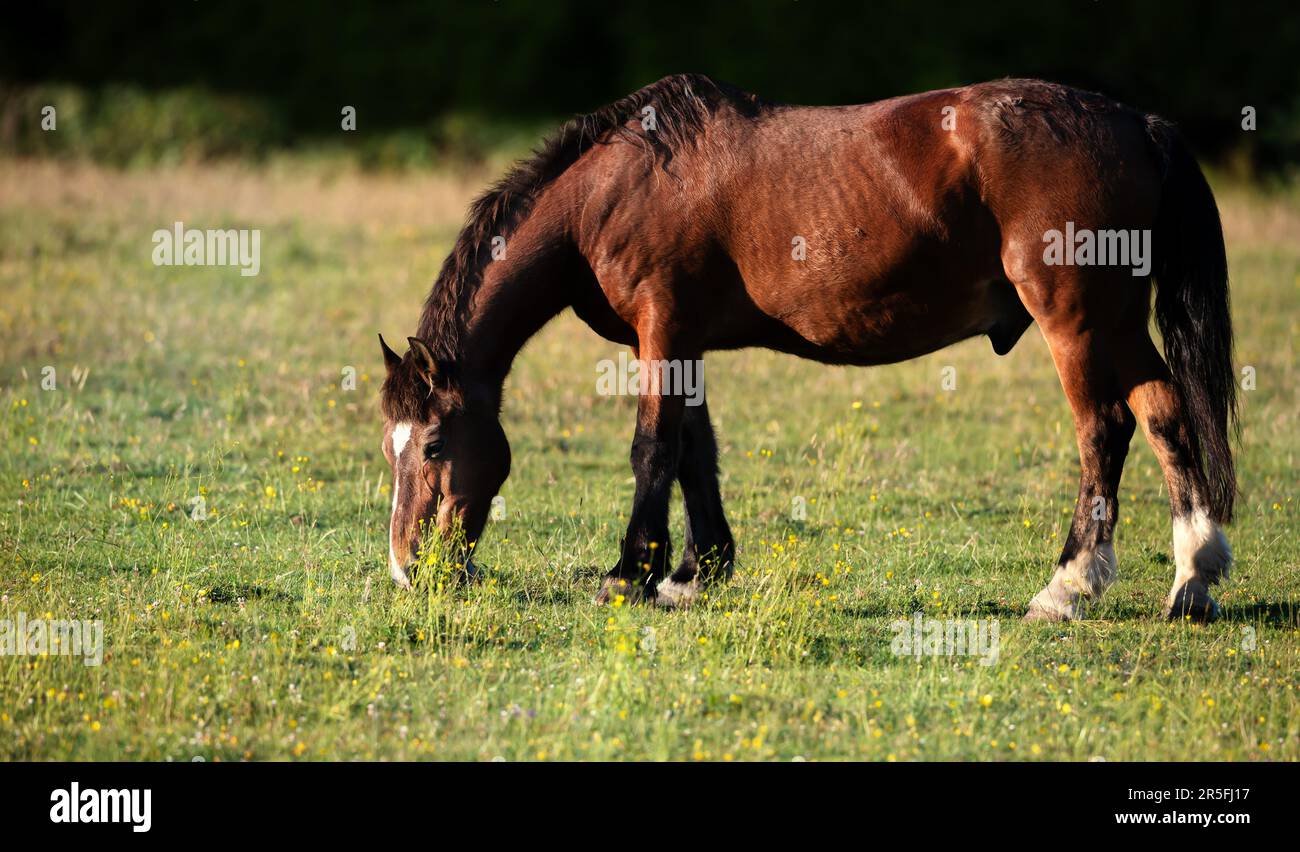 Cavallo marrone scuro pascolo erba verde in estate, Regno Unito. Foto Stock