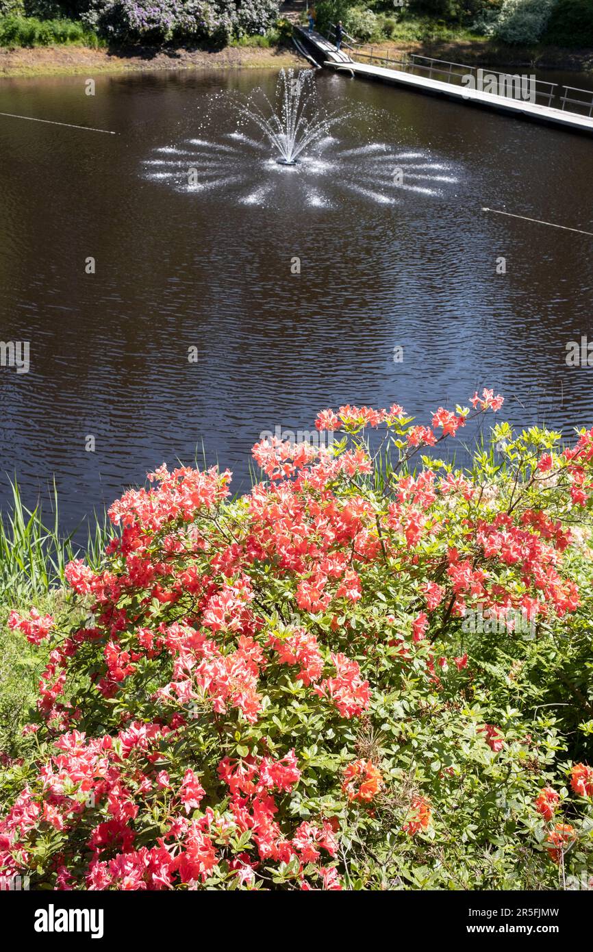 Fontana d'acqua, l'Università di Lettonia Babīte sperimentale rododendro allevamento Nursery, Spilve, Babīte, Lettonia Foto Stock