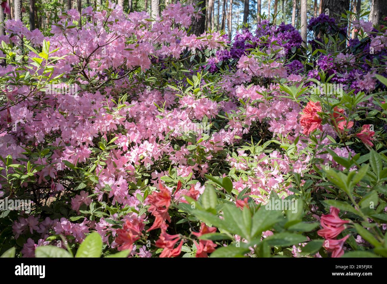 Rhododendron fiori in primo piano, l'Università di Lettonia Babīte sperimentale Rhodendron allevamento Nursery, Spilve, Babīte, Lettonia Foto Stock