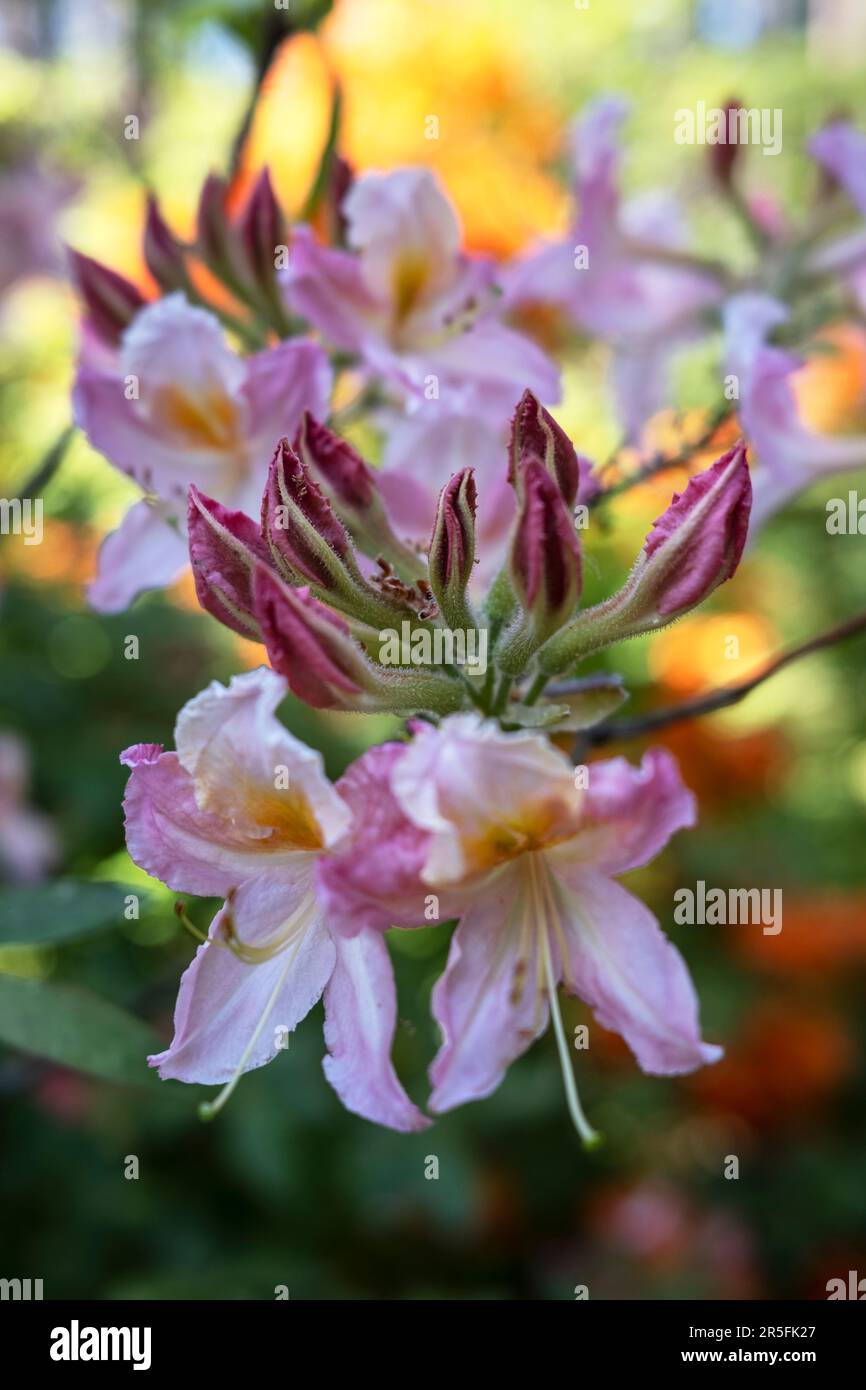 Rhododendron fiori in primo piano, l'Università di Lettonia Babīte sperimentale Rhodendron allevamento Nursery, Spilve, Babīte, Lettonia Foto Stock