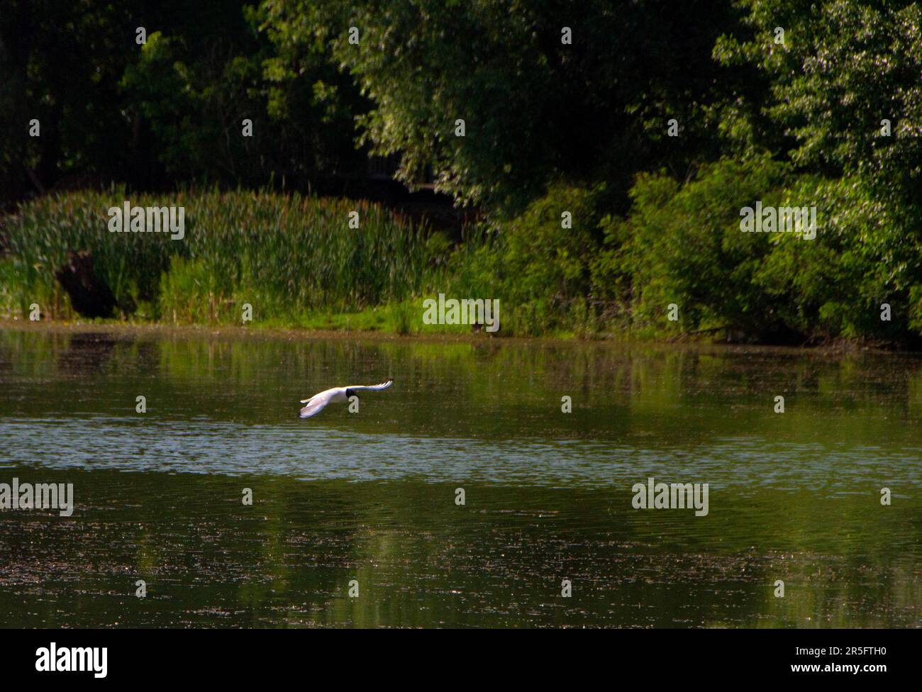 Uccelli nel loro habitat naturale sul fiume Studva, Serbia - immagini Foto Stock