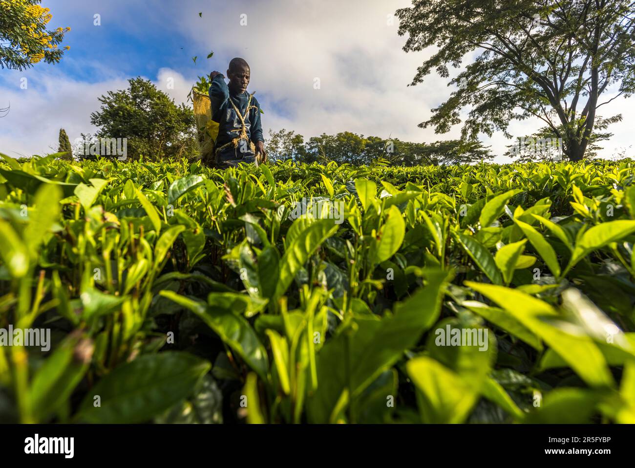 Satemwa piantagione di tè e caffè vicino a Thyolo, Malawi Foto Stock