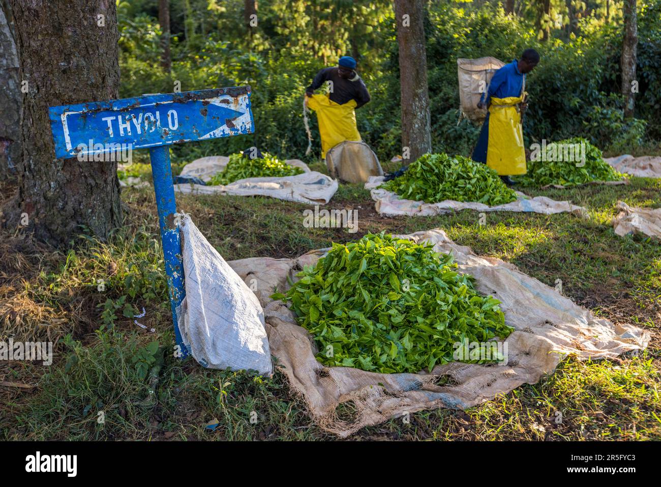 Satemwa piantagione di tè e caffè vicino a Thyolo, Malawi Foto Stock