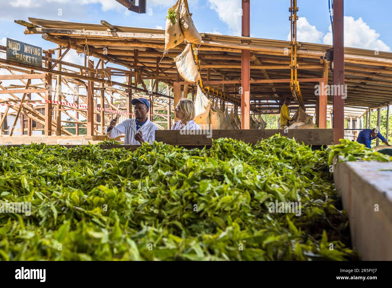 I sacchetti di foglie di tè appena raccolte vengono consegnati tramite una fune di trasporto e spalmati per asciugarli. Il responsabile della produzione Chisomo Custom spiega i primi passi del processo di produzione del tè nero. Piantagione di tè e caffè Satemwa vicino a Thyolo, Malawi Foto Stock