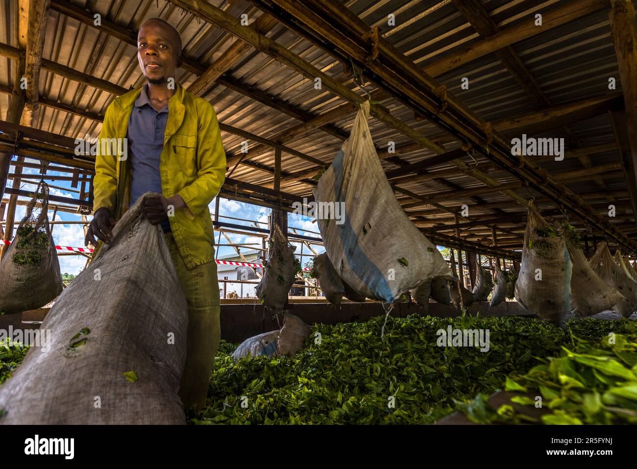 Satemwa piantagione di tè e caffè vicino a Thyolo, Malawi Foto Stock