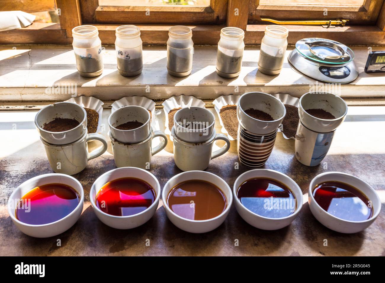 Satemwa piantagione di tè e caffè vicino a Thyolo, Malawi Foto Stock