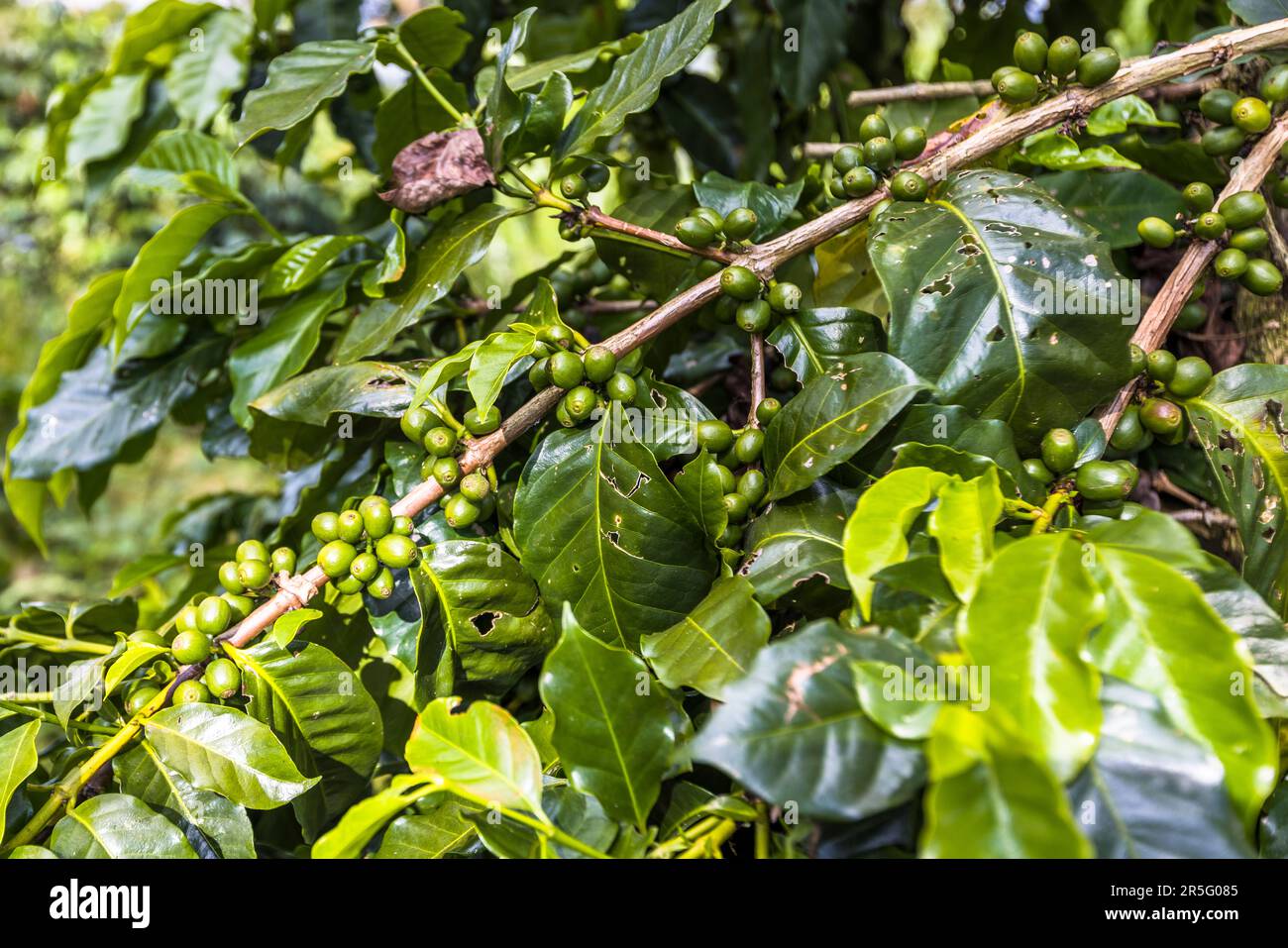 Le ciliegie di caffè Arabica verdi e immature crescono tra una fitta vegetazione sulla tenuta di Satemwa vicino a Thyolo, Malawi. Satemwa coltiva caffè dal 1971, attualmente su circa 45 ettari. Foto Stock