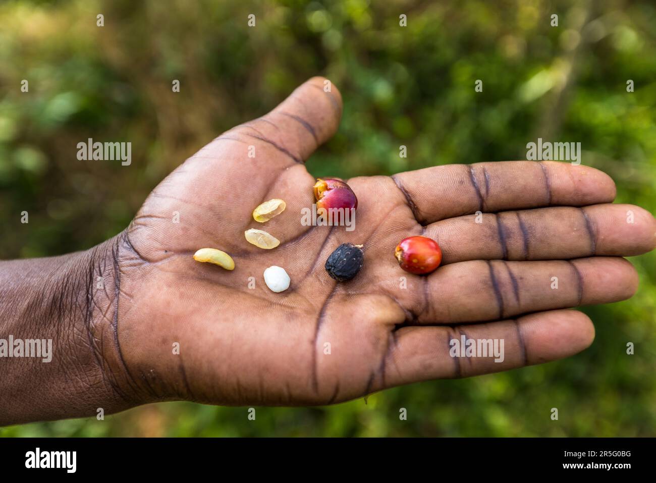 Una mano mostra diverse fasi di lavorazione del chicco di caffè, dalla ciliegia rossa al chicco nero essiccato e al chicco crudo bianco, nella tenuta di Satemwa vicino a Thyolo, Malawi. Satemwa coltiva caffè Arabica dal 1971. Foto Stock