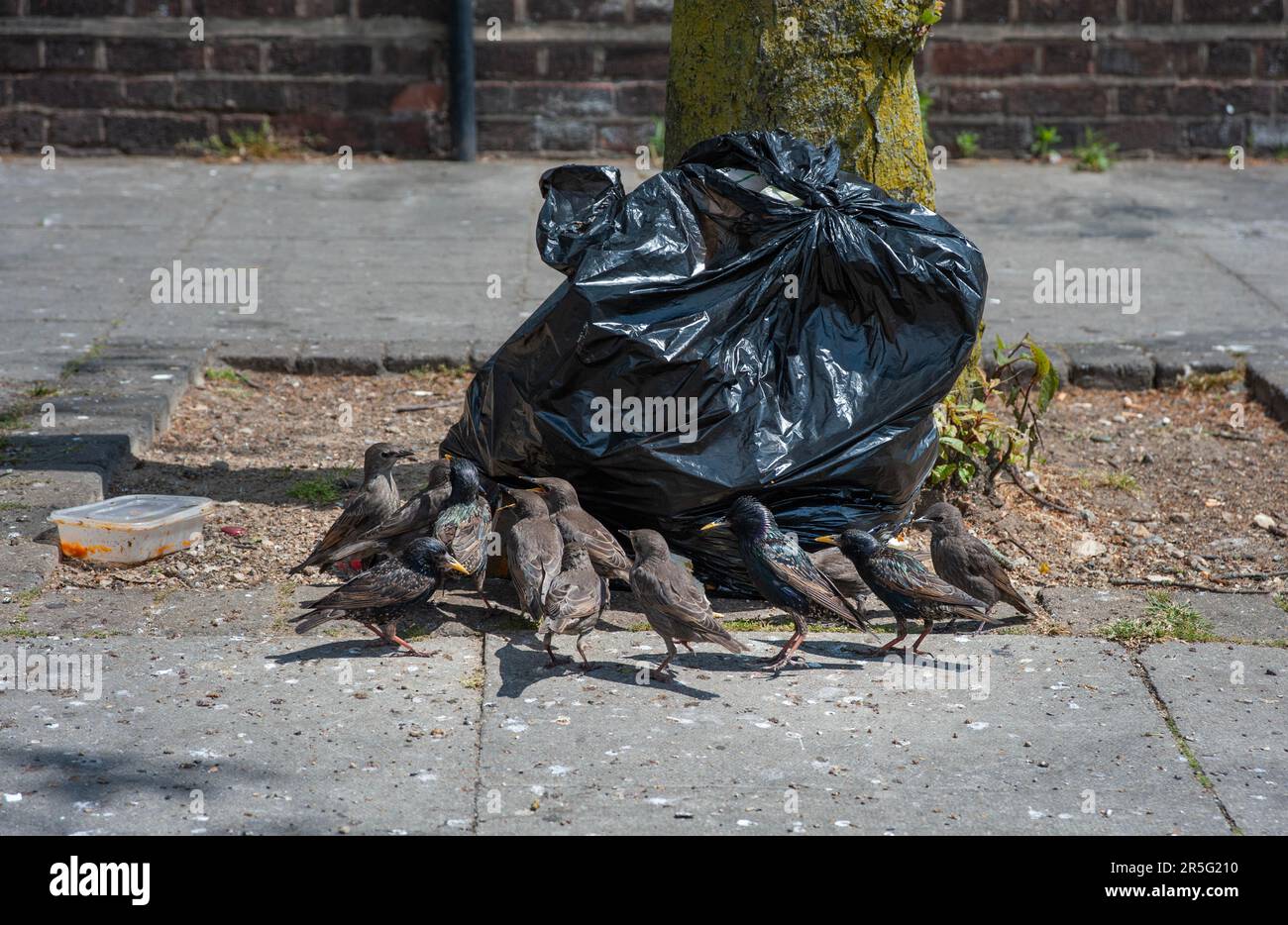 Common Starling, Sturnus vulgaris, uccelli adulti e giovanili si spaventa per cibo da spazzatura di strada, Londra, Regno Unito Foto Stock