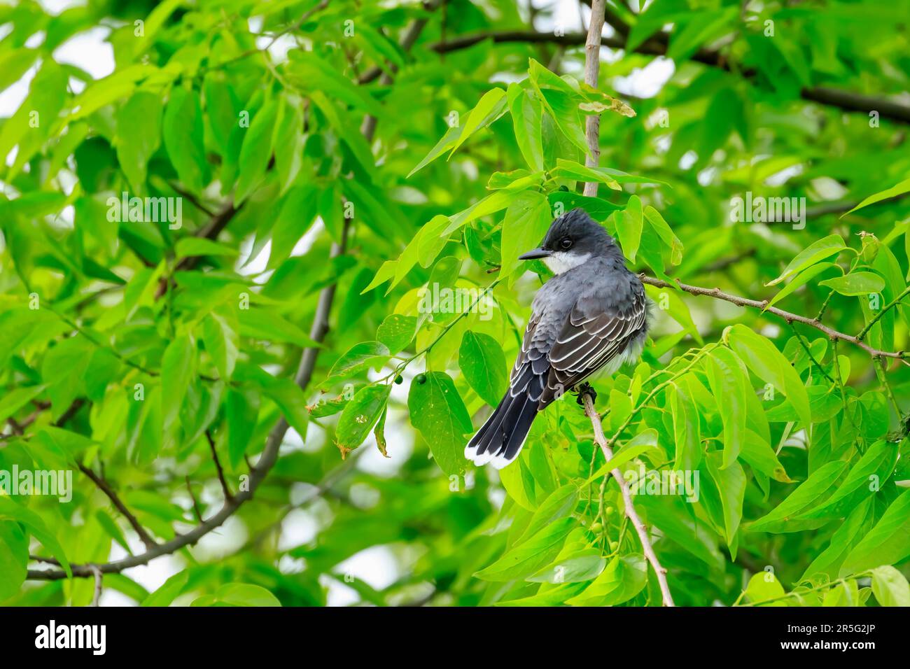 Eastern Kingbird (Tyrannus tyrannus) arroccato in un albero Foto Stock