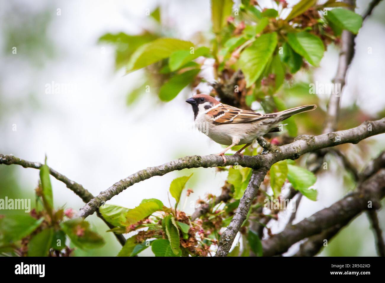 Eurasian tree sparrow (Passer montanus) Foto Stock