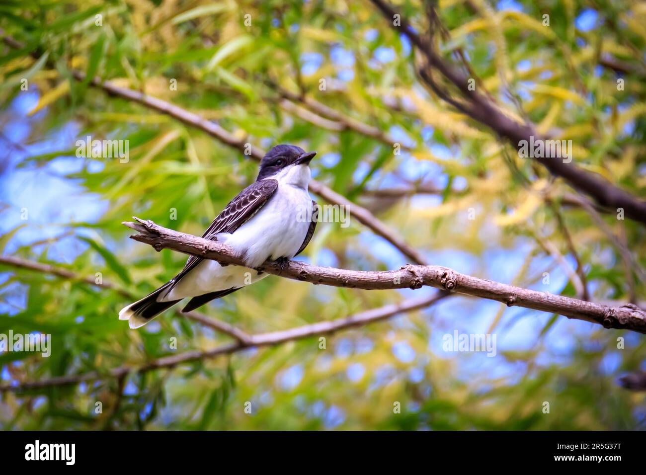 Eastern Kingbird (Tyrannus tyrannus) arroccato in un albero Foto Stock
