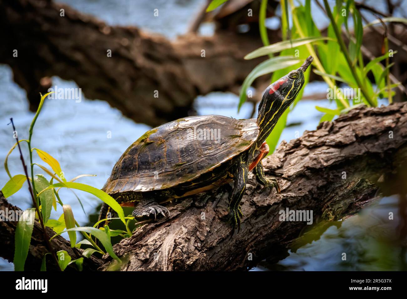 Cursore dalle orecchie rosse (Trachemys scripta elegans) su un log Foto Stock