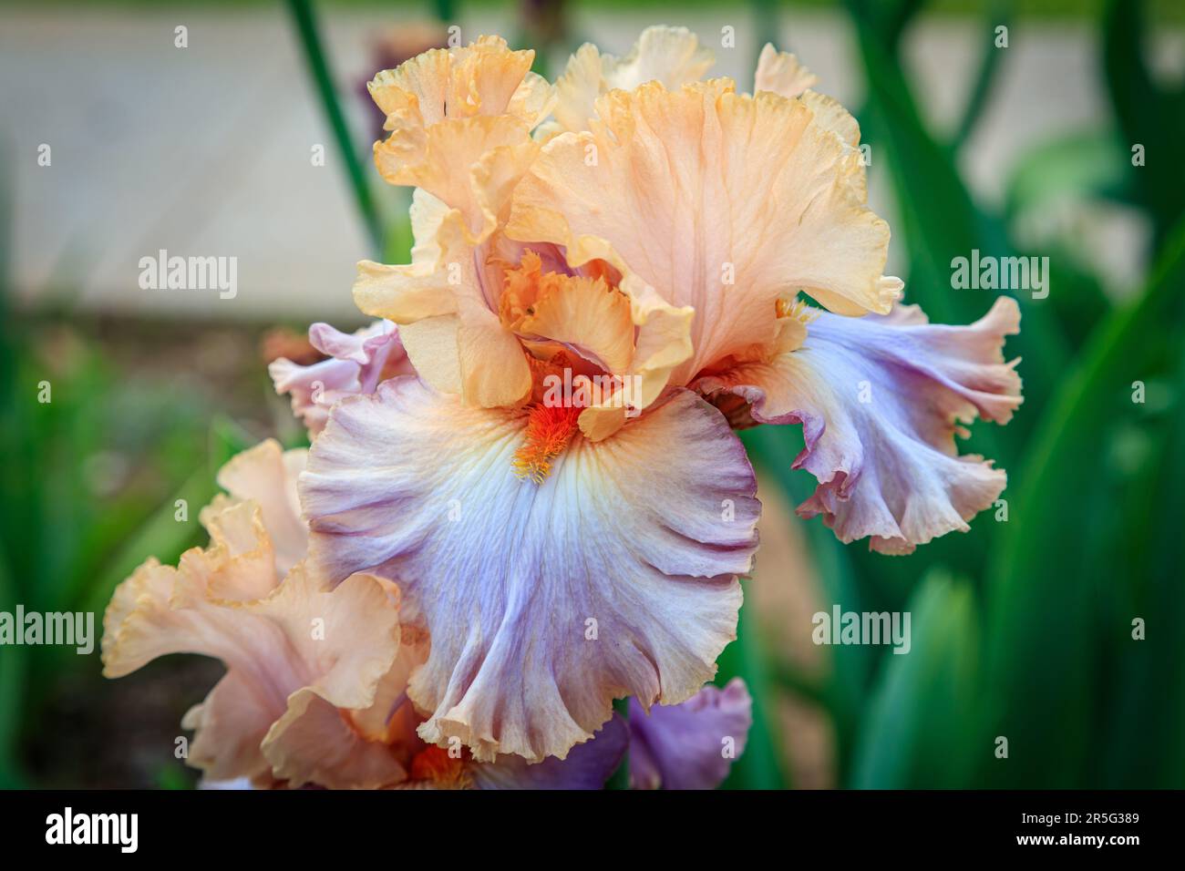 Iris Bearded in lavanda e Peach Foto Stock