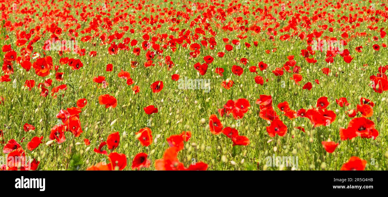 Panorama di un campo di papaveri rossi in estate Foto Stock