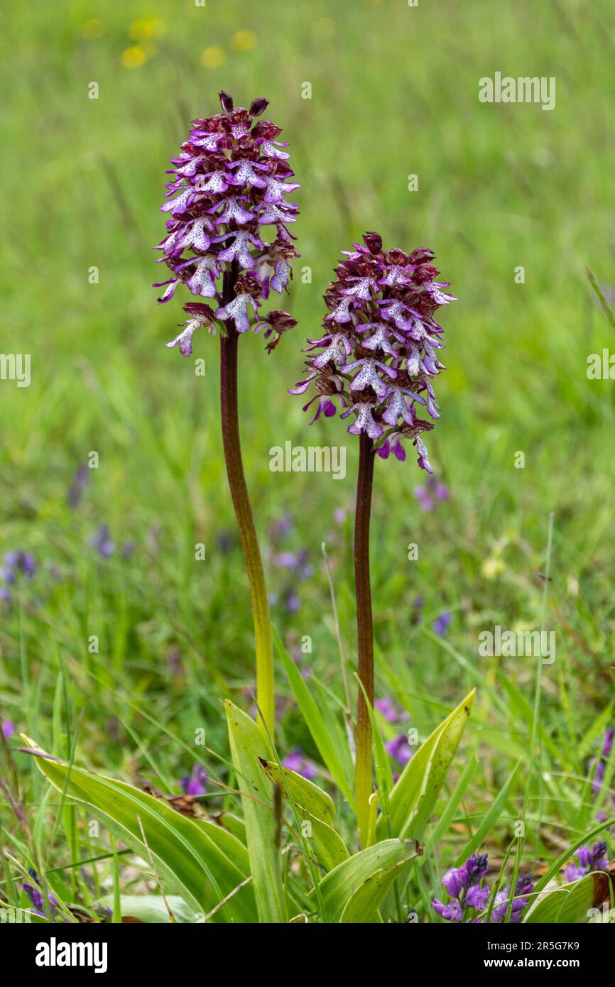 Due orchidee (Orchis purpurpurea), fiori selvatici nel Parco Nazionale dei Sibillini, Umbria, Italia, Europa Foto Stock