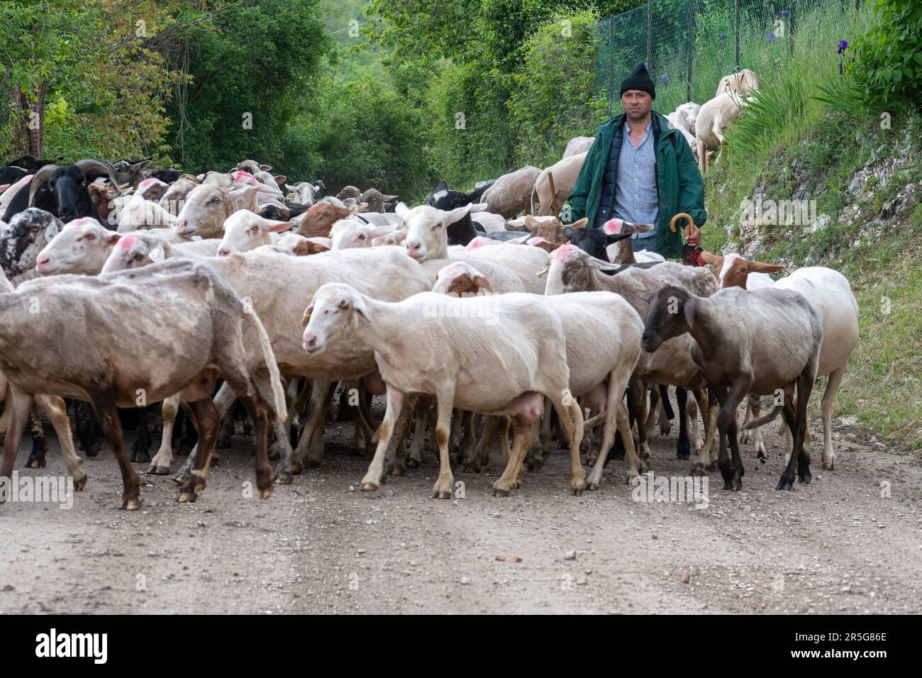 Pastore rumeno gregge di pecore nelle zone rurali dell'Umbria, Italia centrale, Europa Foto Stock