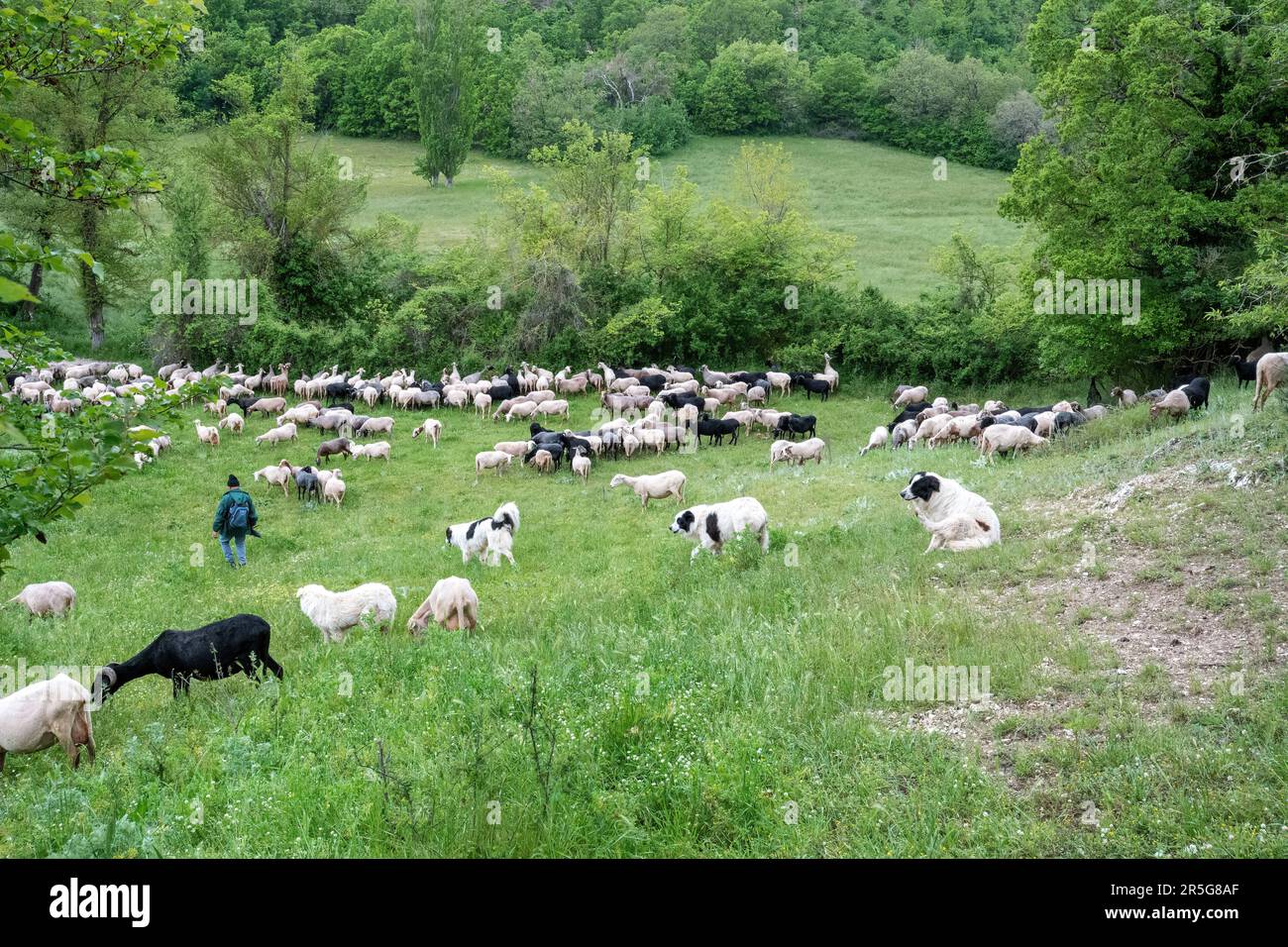 Pastore rumeno gregge di pecore nelle campagne umbre, Italia centrale, Europa, con cani da pastore che seguono dietro Foto Stock