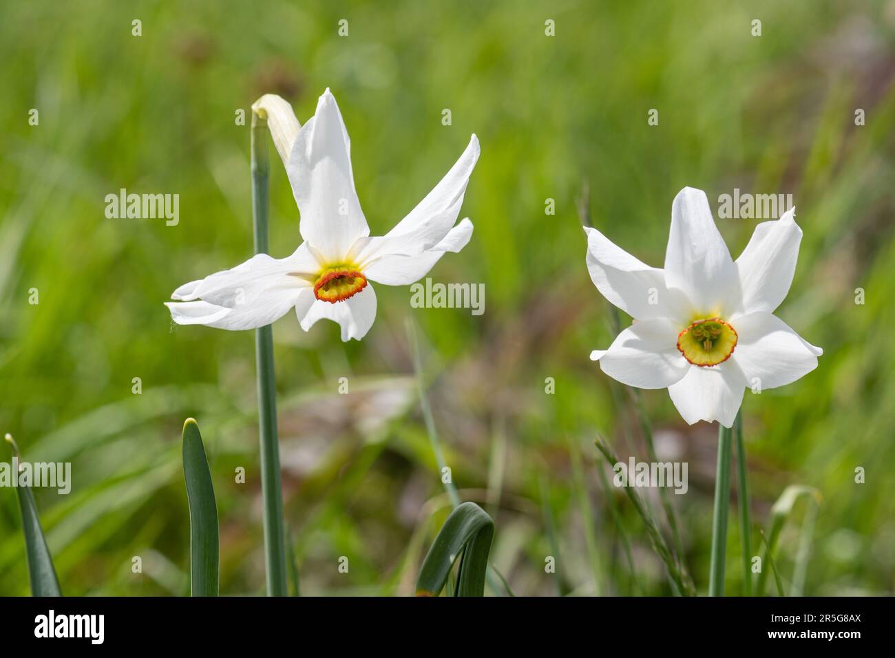 Narcissis poeticus, narciso del poeta, narciso del poeta, nargis, occhio del fagiano, Cresce nella natura selvaggia nel Parco Nazionale dei Sibillini, Umbria, Italia Foto Stock