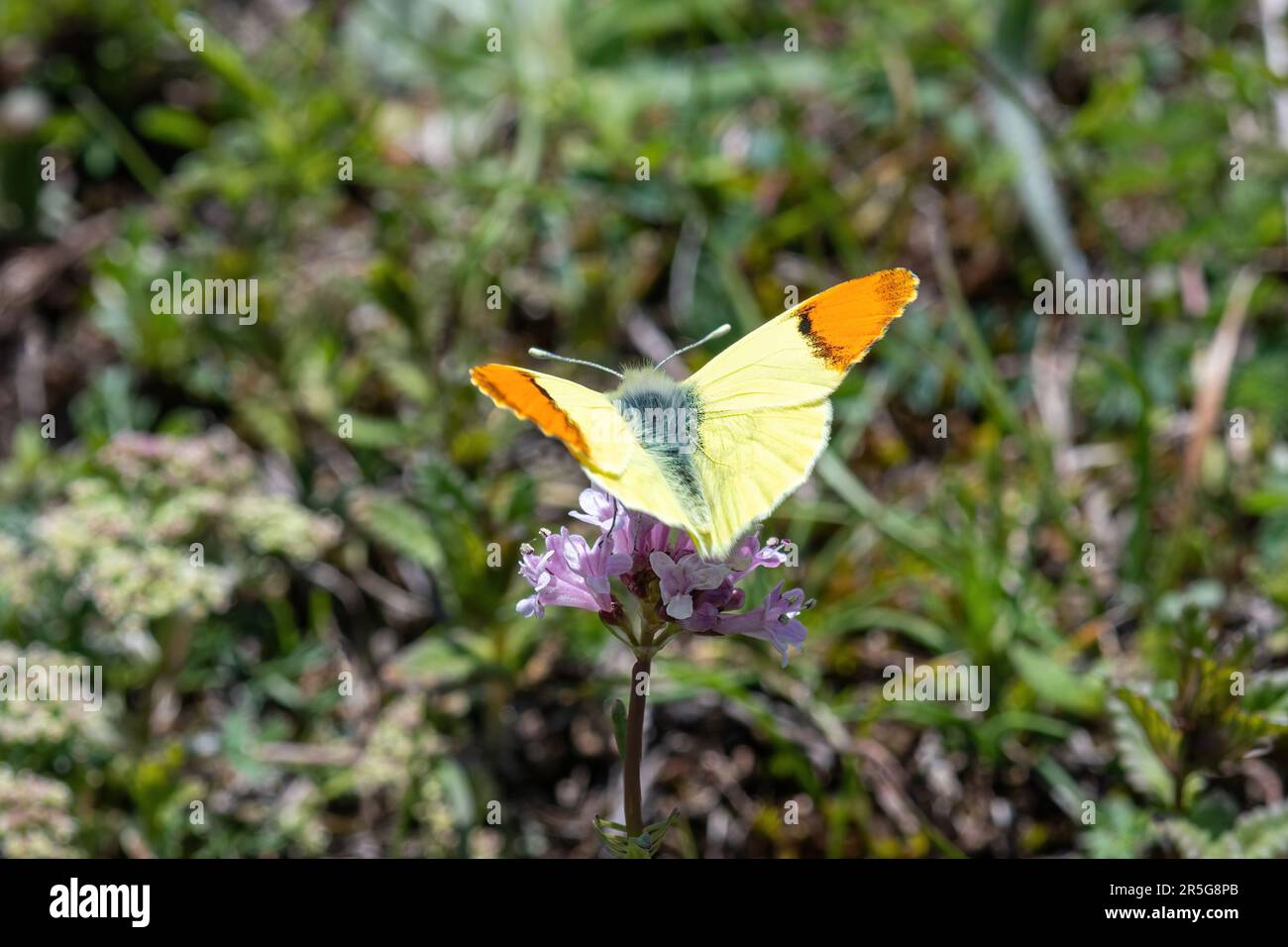 Farfalla con punta arancione della Provenza (Anthocharis euphenoides), un maschio con punta giallo limone e punta con ala arancione in Italia centrale, Europa Foto Stock