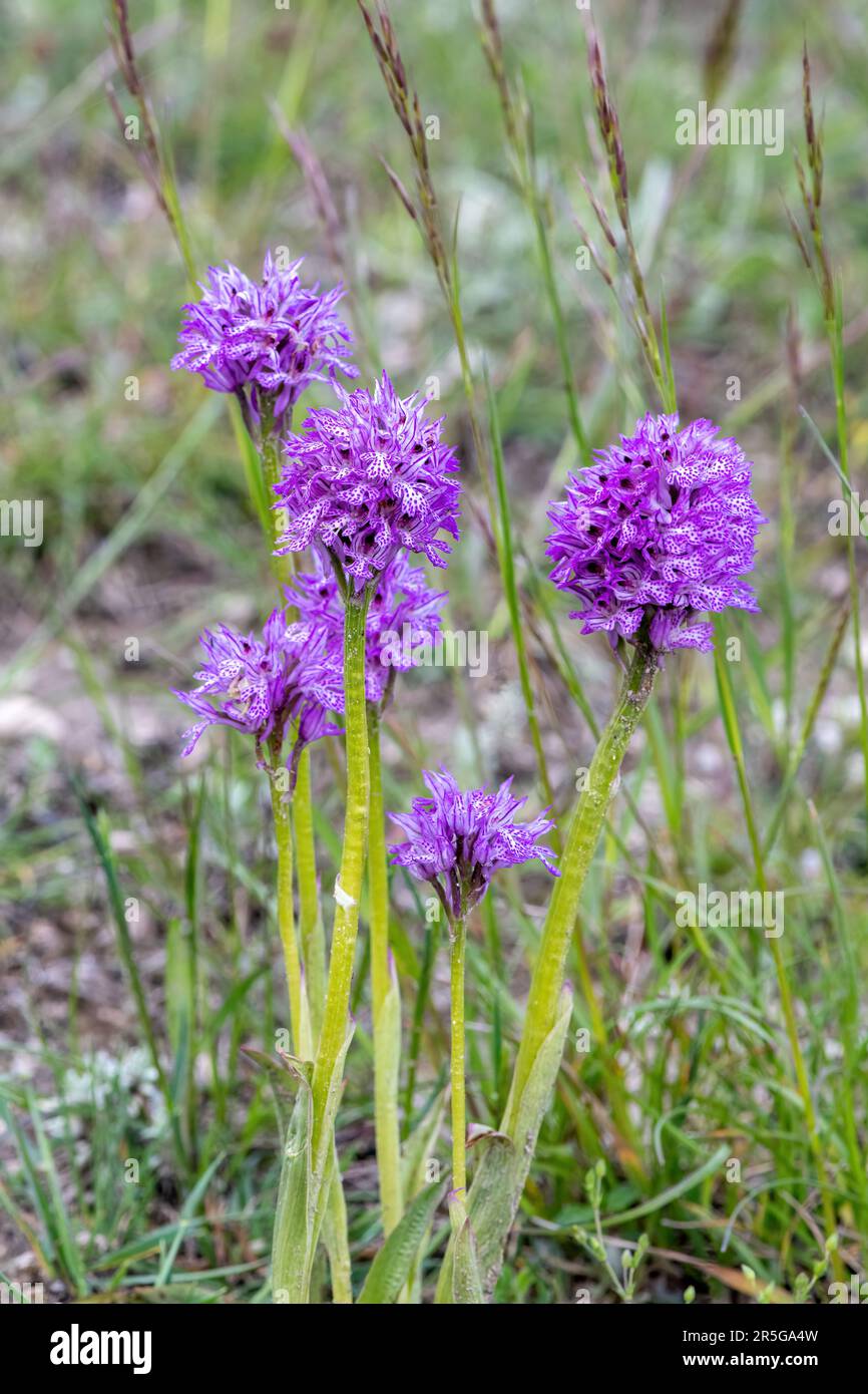 Neotinea tridentata, l'orchidea a tre denti, nell'Italia centrale nel Parco Nazionale dei Sibillini nel mese di maggio in Europa Foto Stock