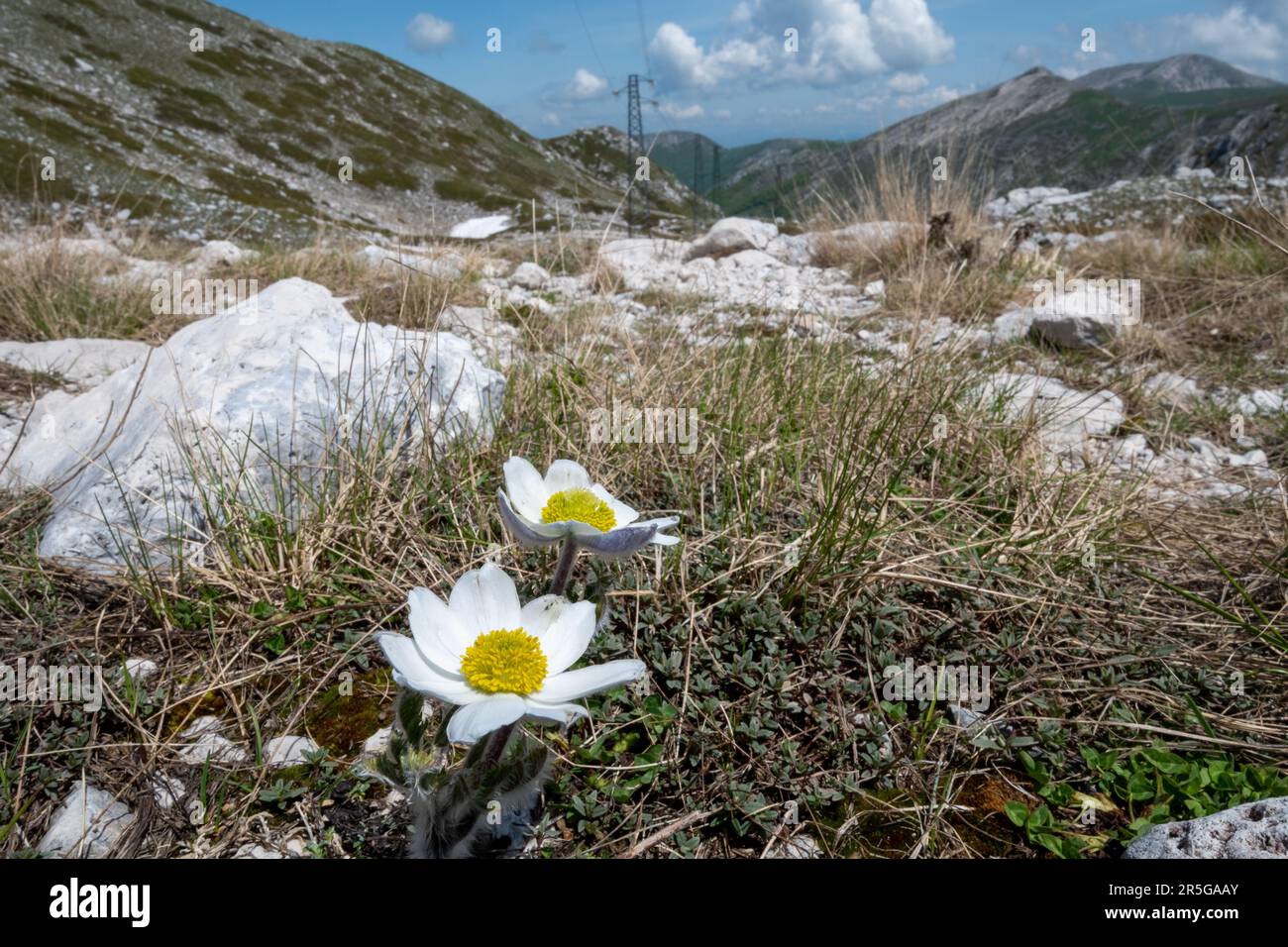 Pasqueflower alpino selvatico (Pulsatilla alpina) cresce in un bellissimo paesaggio naturale dell'Appennino abruzzese in Italia, in Europa Foto Stock