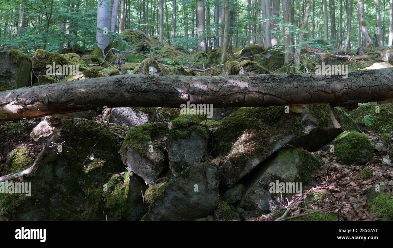 Una foresta ombreggiata con rocce muscolose e un vecchio tronco che giace su di loro. Foto Stock