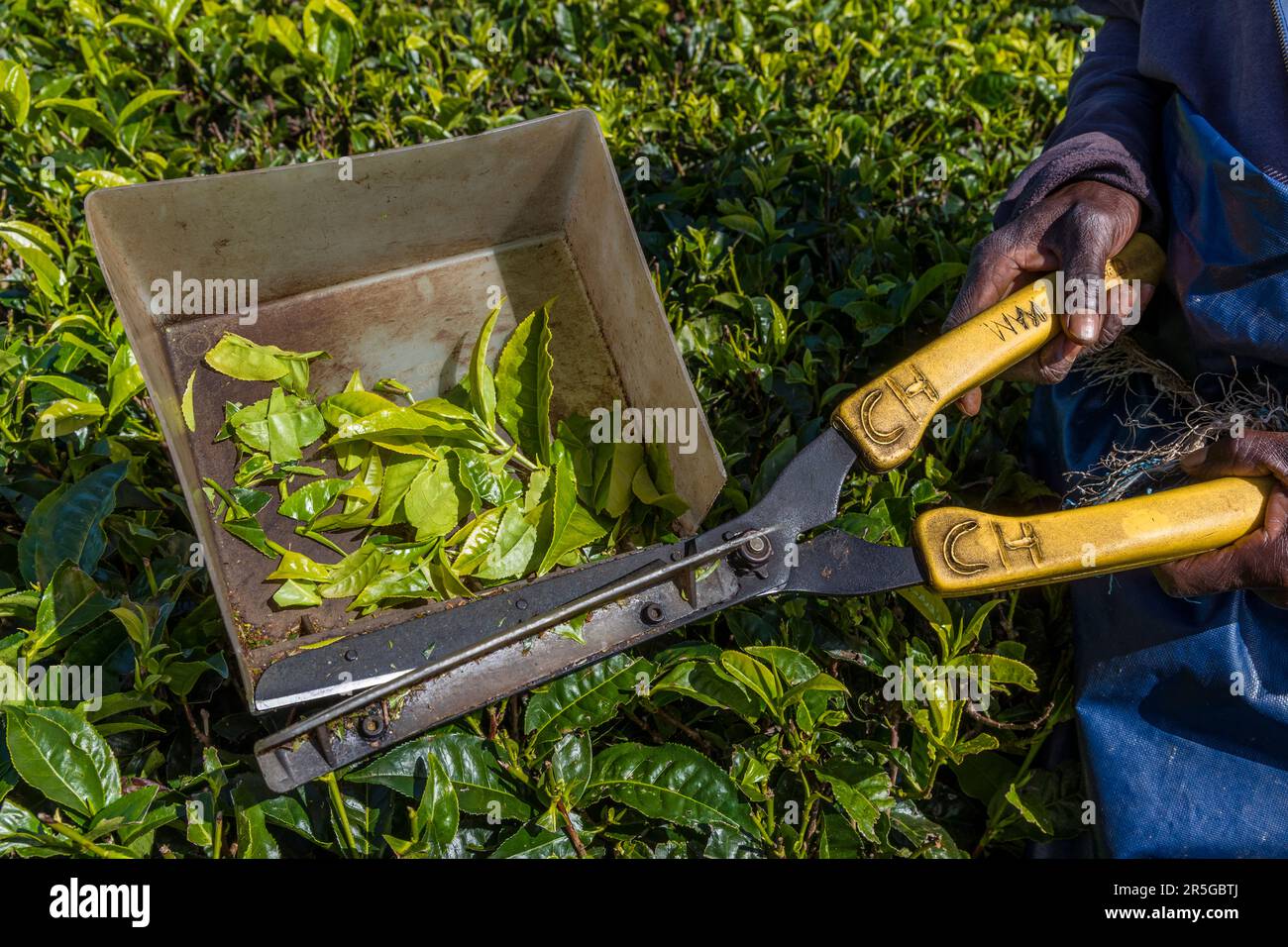 Un paio di forbici per raccogliere le foglie di tè giovani. A Satemwa Estate sono stati introdotti i cosiddetti forbici che si spillano per le donne che potevano gestire meglio le forbici. Piantagione di tè e caffè Satemwa vicino a Thyolo, Malawi Foto Stock