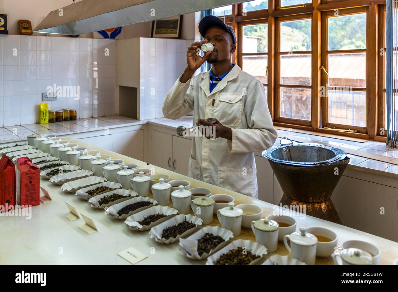Satemwa piantagione di tè e caffè vicino a Thyolo, Malawi Foto Stock