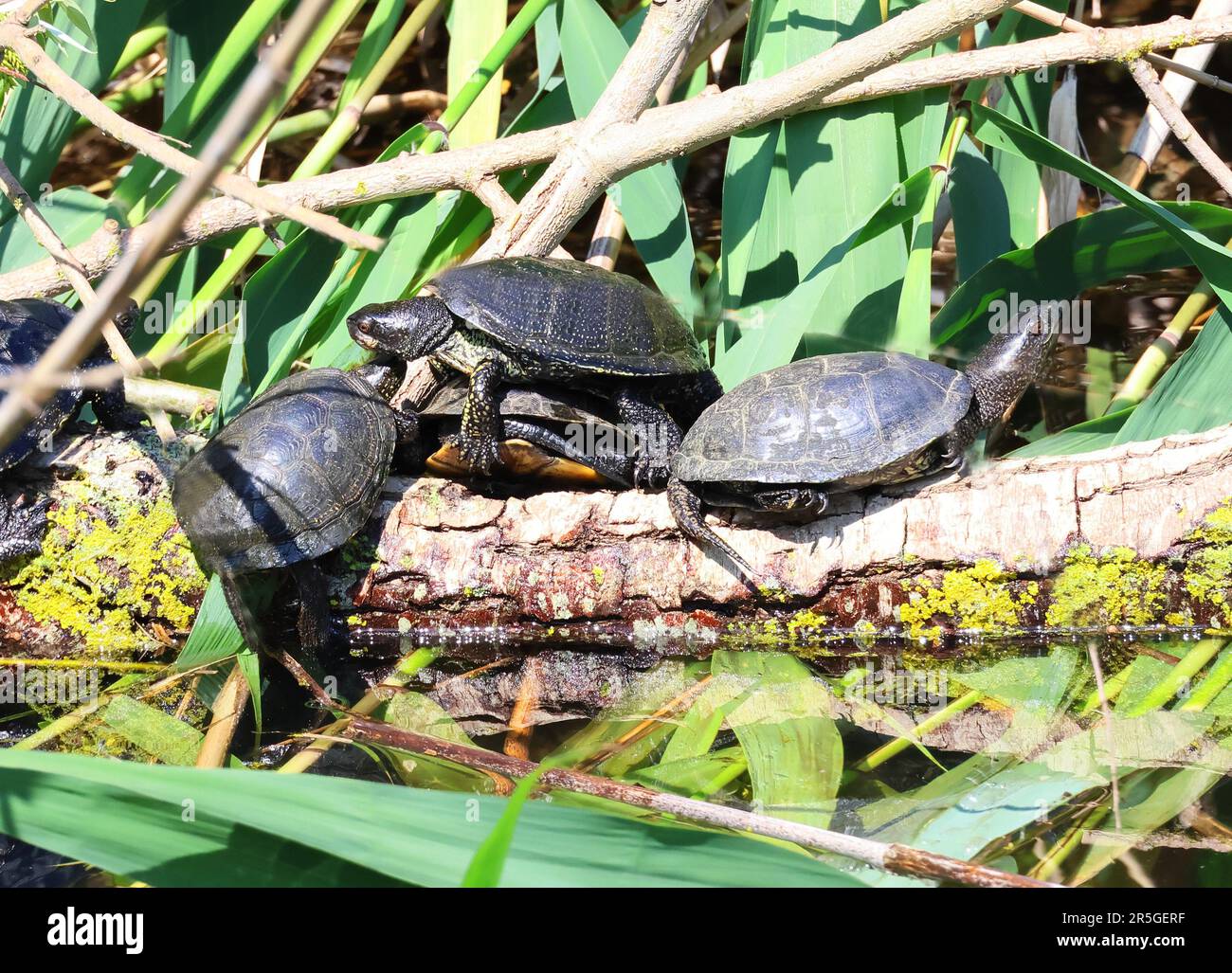 Un certo numero di tartarughe che si abbronzano su una vegetazione galleggiante su un fiume in Bulgaria Foto Stock