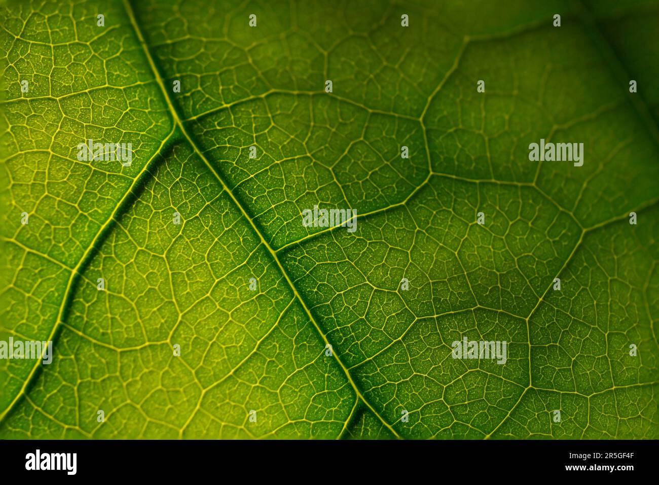 struttura di foglia verde illuminata dalla luce del sole Foto Stock